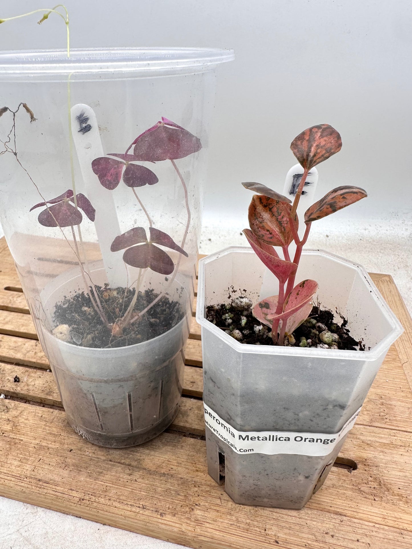 Combo Sale - Oxalis Triangularis Pink Variegated & Peperomia Metallica Orange Variegated