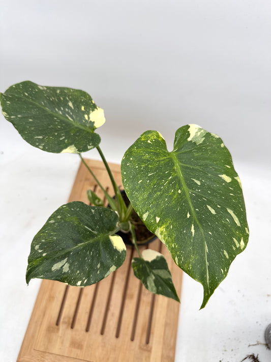 Monstera Miracle ‘Tri-Color Variegation’