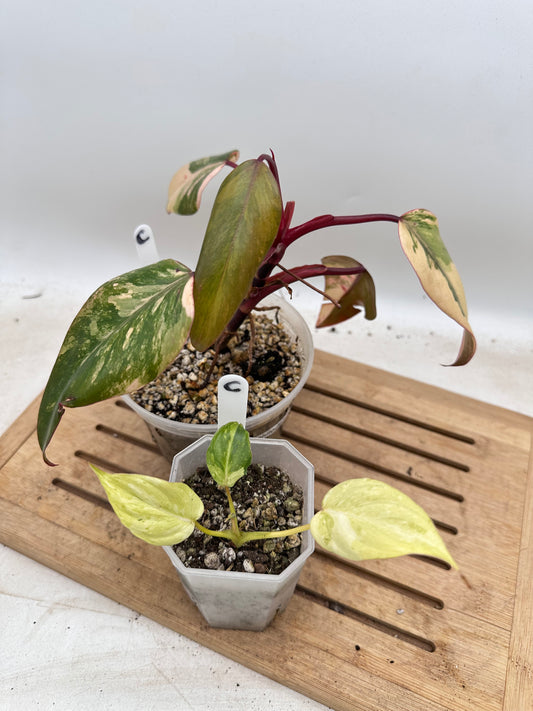 Combo Sale - Philodendron Strawberry Shake & Gloriosum Variegated