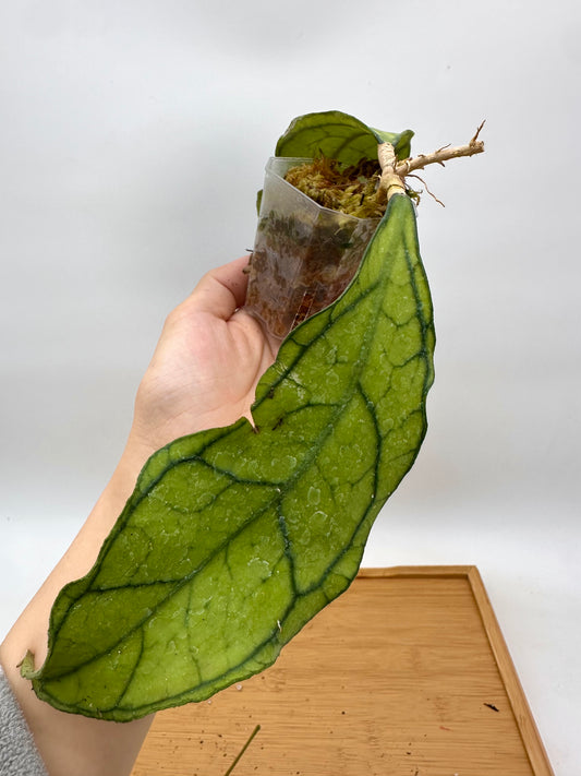 Hoya Kalimantan BP