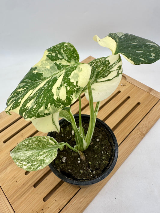 Monstera Thai Constellation - Snow White Pattern