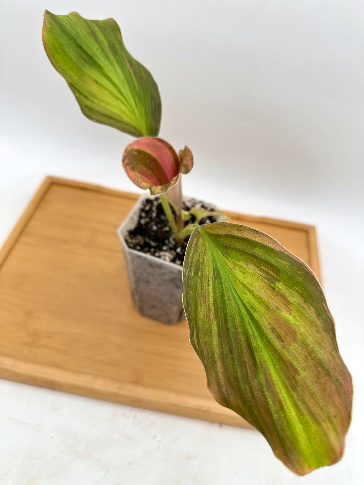 Kaempferia ‘Rose’ Variegated