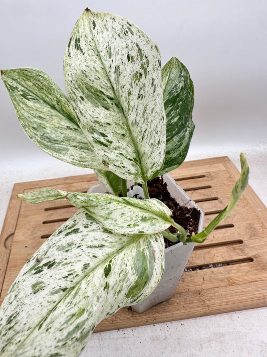 Scindapsus Treubii White Marble Variegated - Thanksgiving Sale 💚