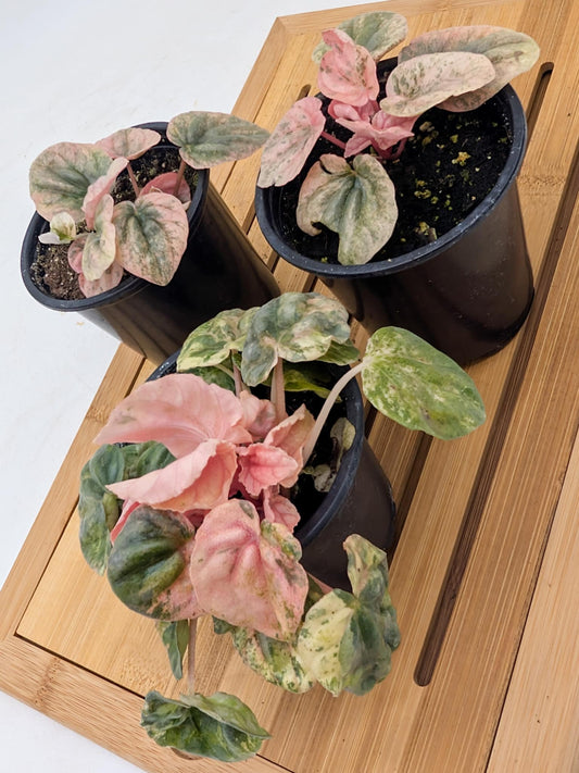 Peperomia Pink Lady