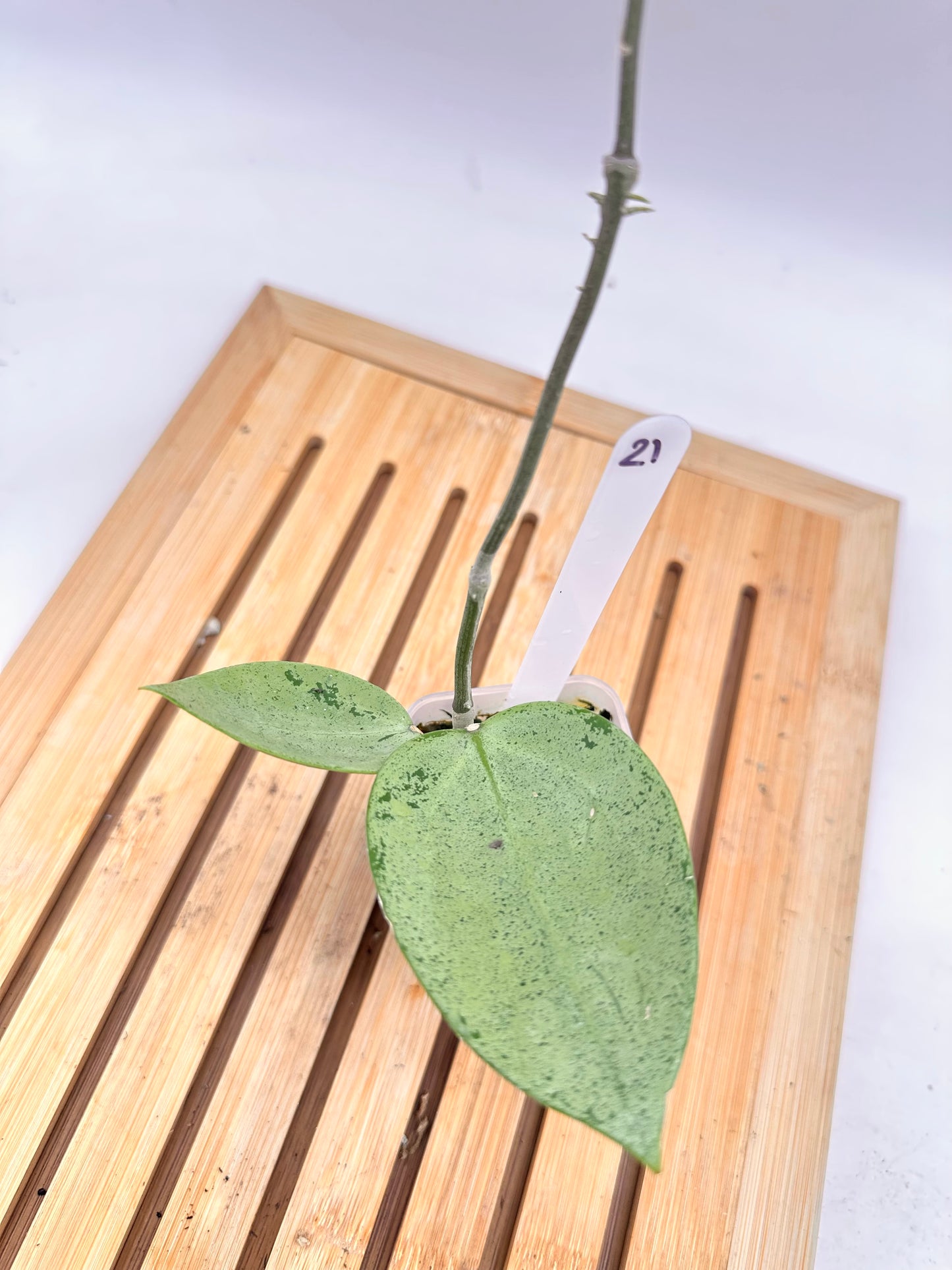 Hoya Verticillata Silver Heart 021