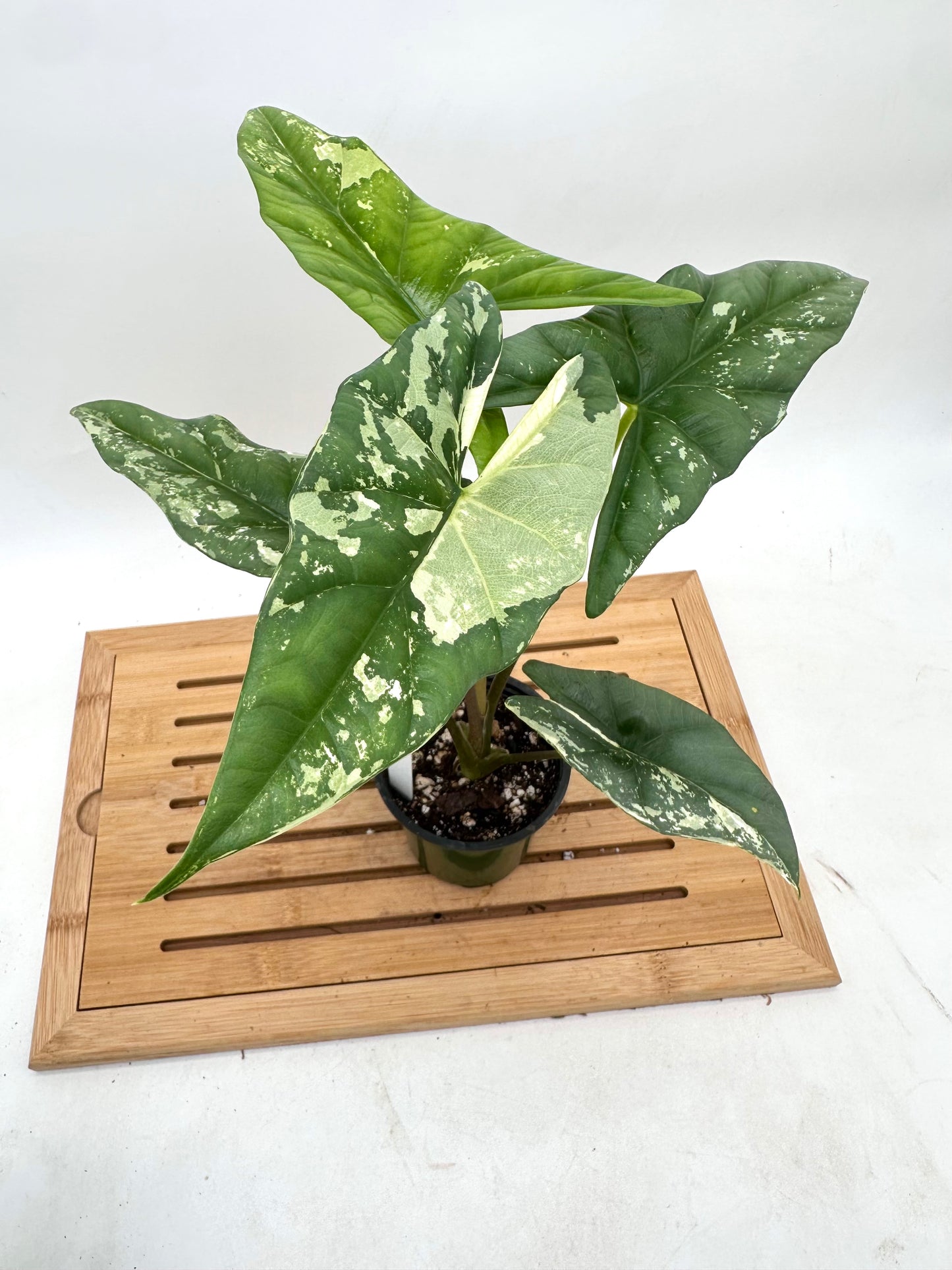 Alocasia Simpo Albo Variegated
