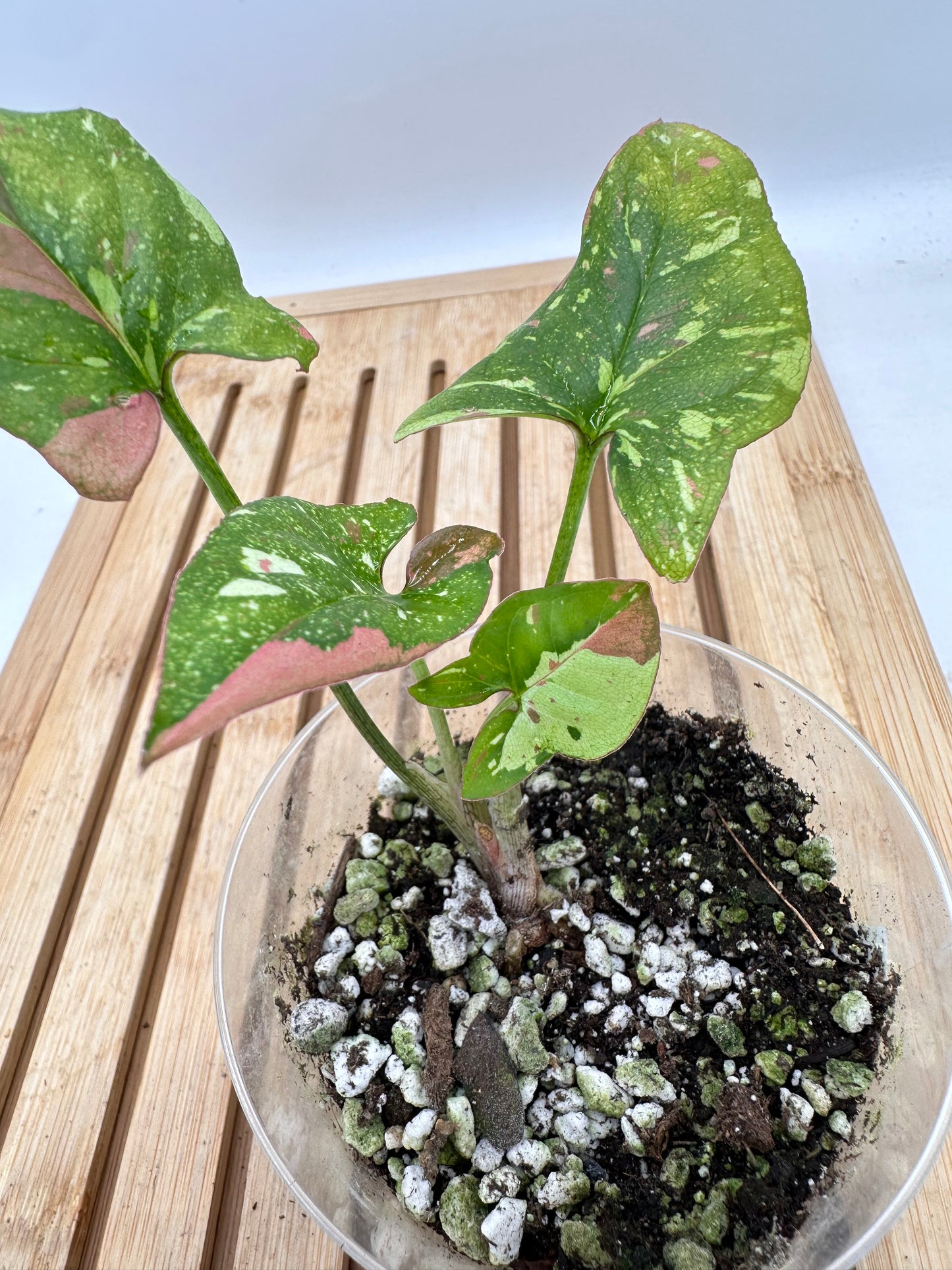 Syngonium Redspot Tri-Color Variegated