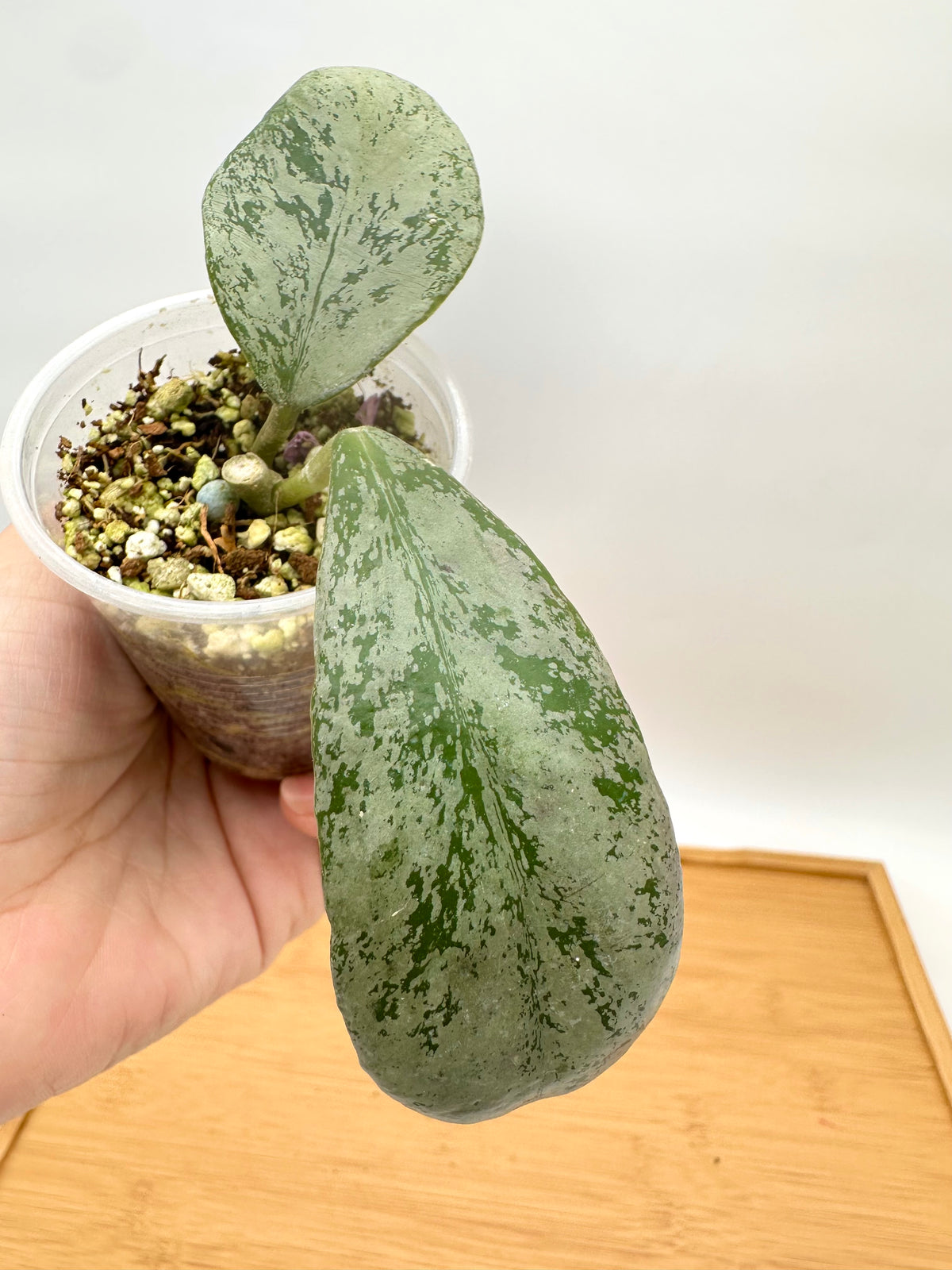 Hoya Chiang Dao Silver
