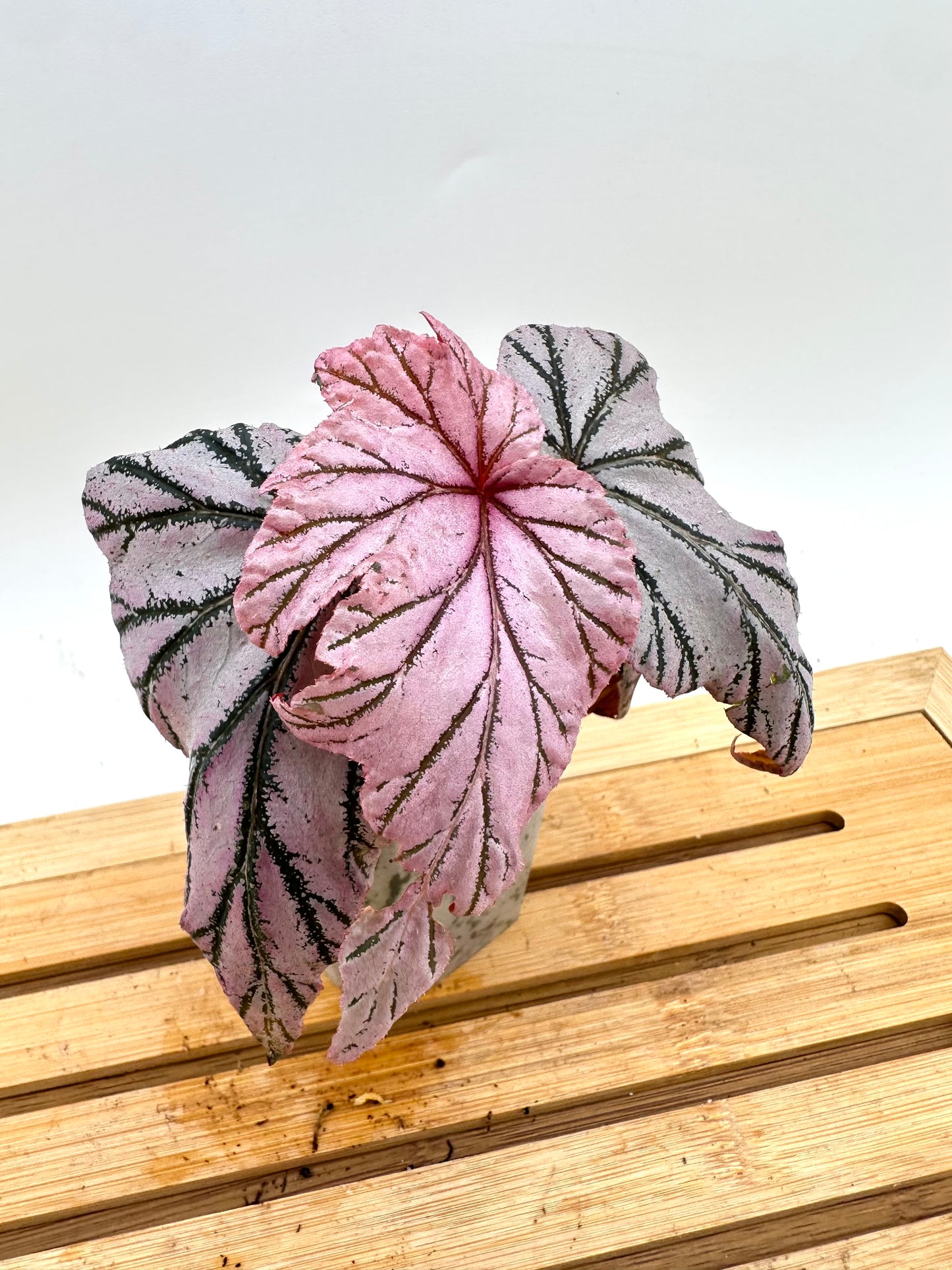 Begonia Lamoon