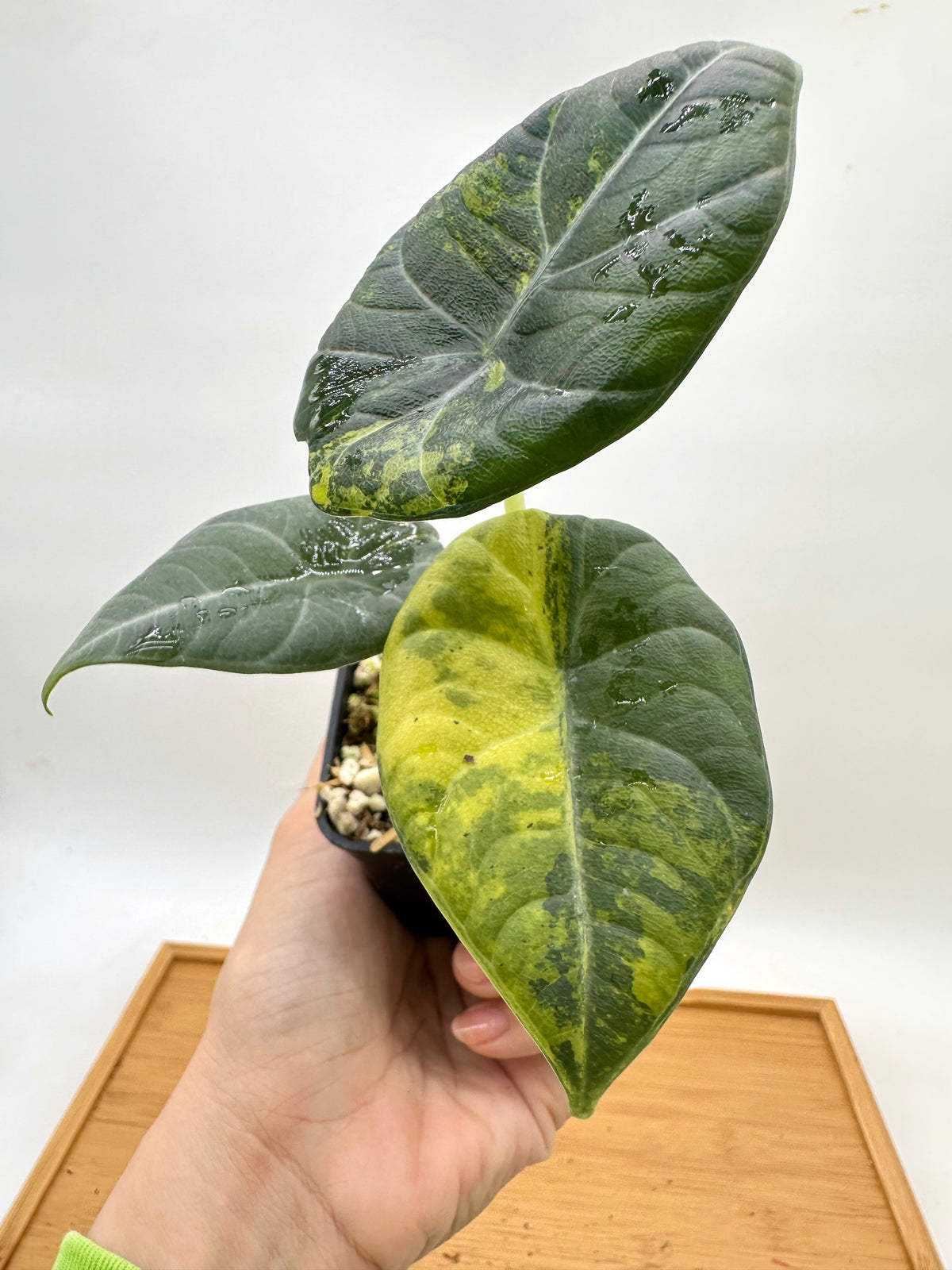 Alocasia Maharini Golden Lime Variegated