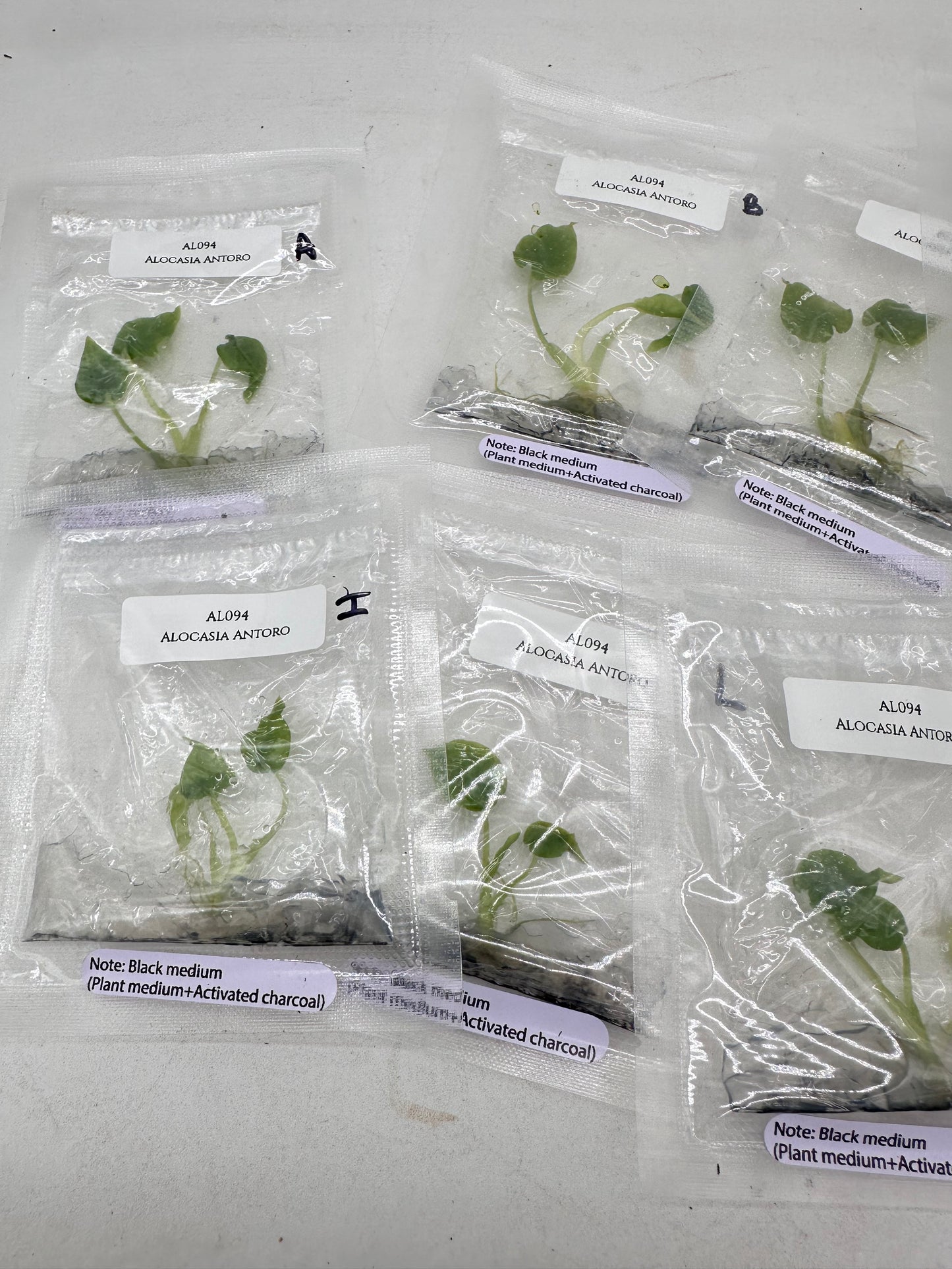 Tissue Culture - Alocasia Antoro