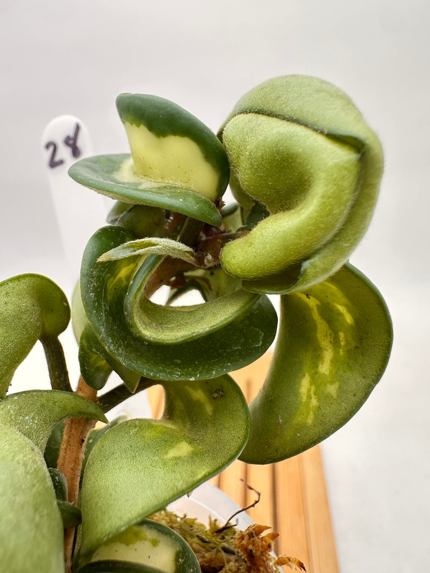 Hoya Mauna Loa Inner Variegated - 028
