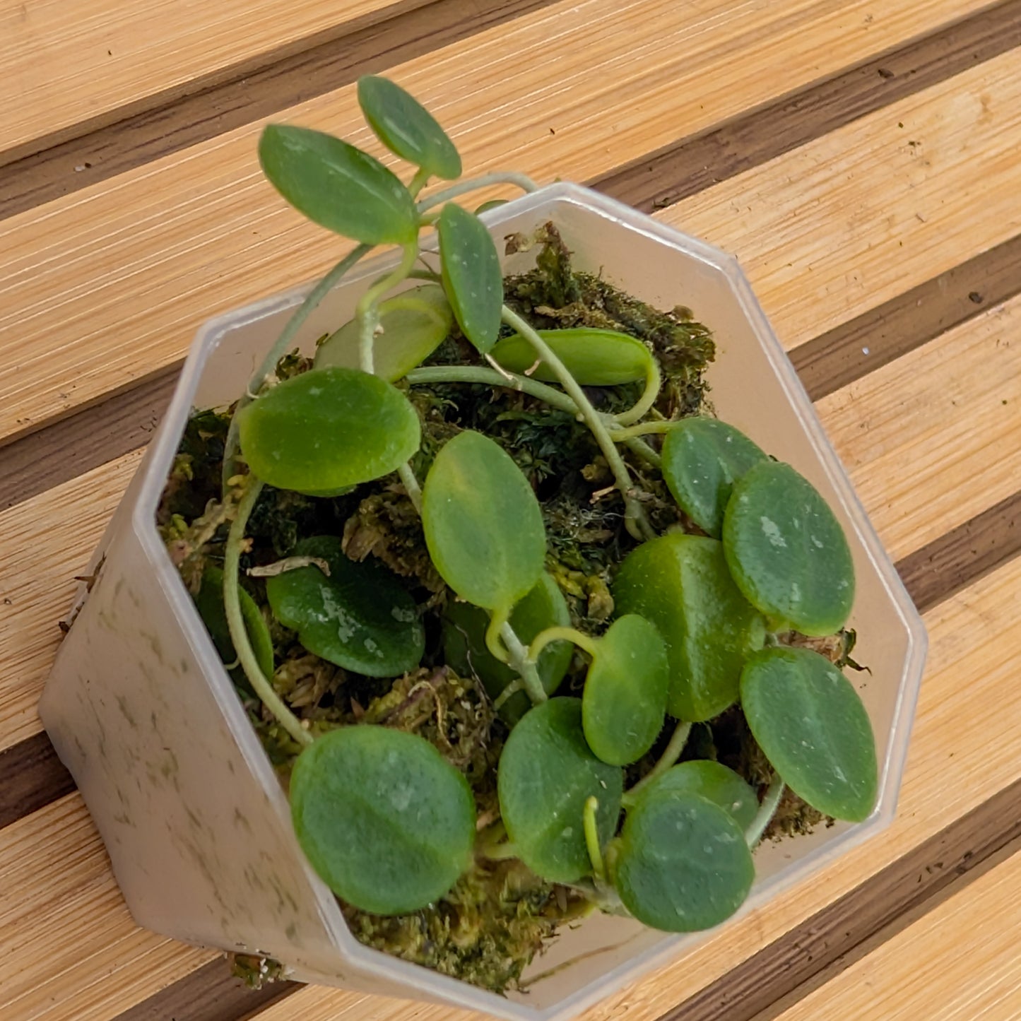 Hoya Serpens