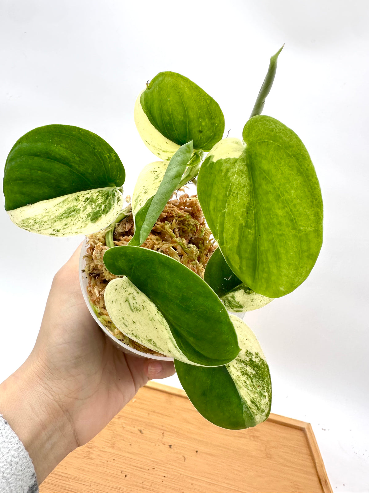 Scindapsus Mangurai Variegated