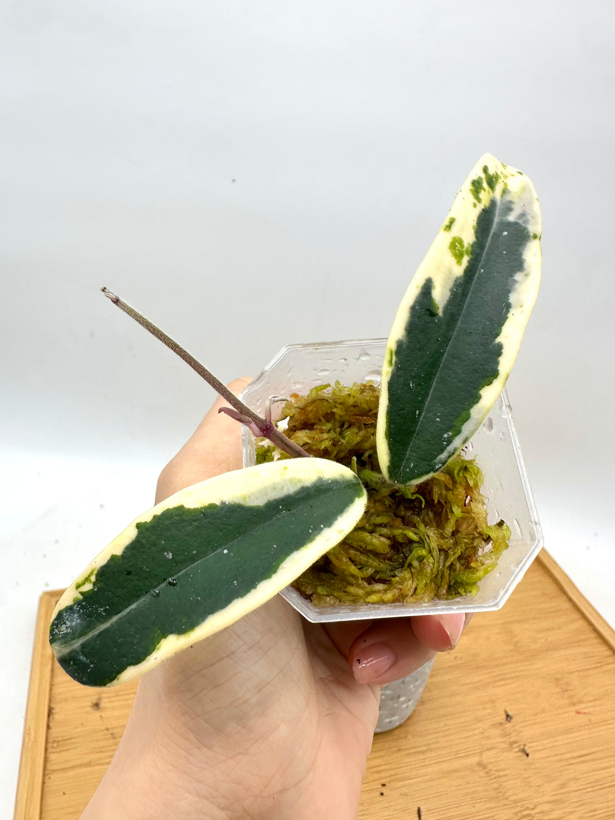 Hoya Lyi Prism Variegated