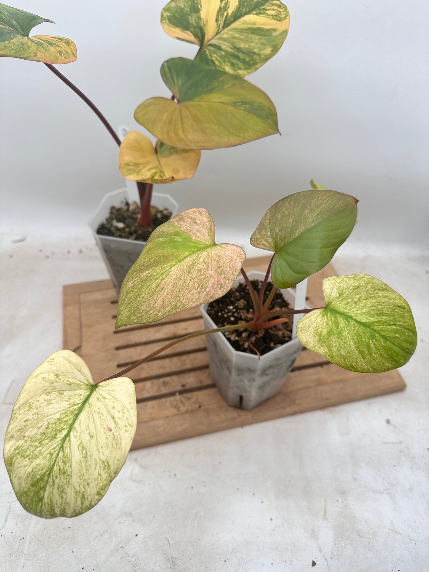 Combo Sale - Homalonema Rubescens Variegated Varieties