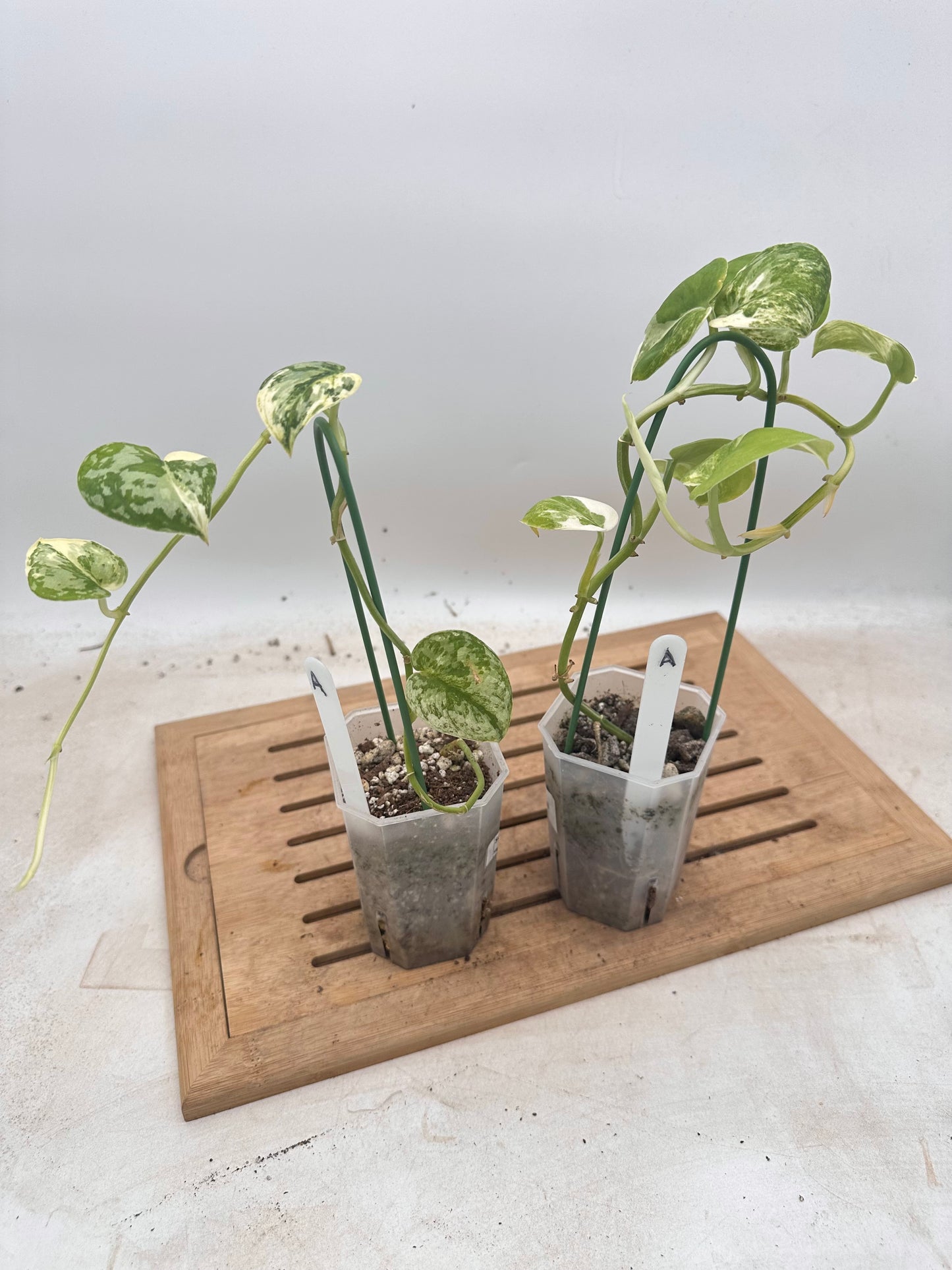 Combo Sale - Scindapsus Mayari & Mangurai