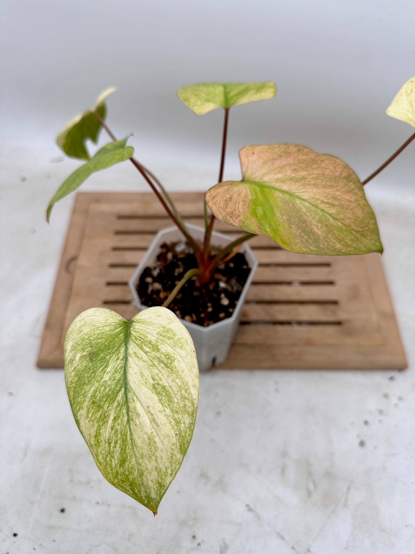 Homalonema Mint Pink Variegated