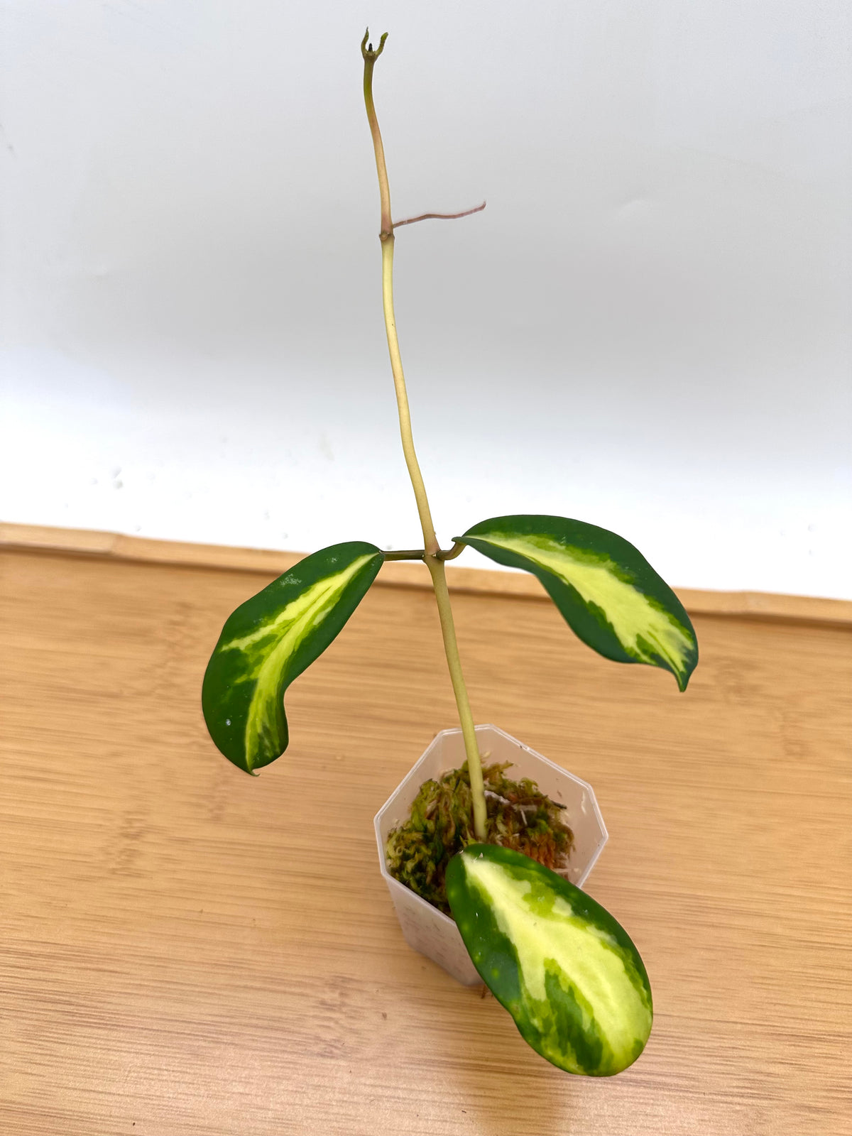 Hoya Diversifolia ‘Maharini’