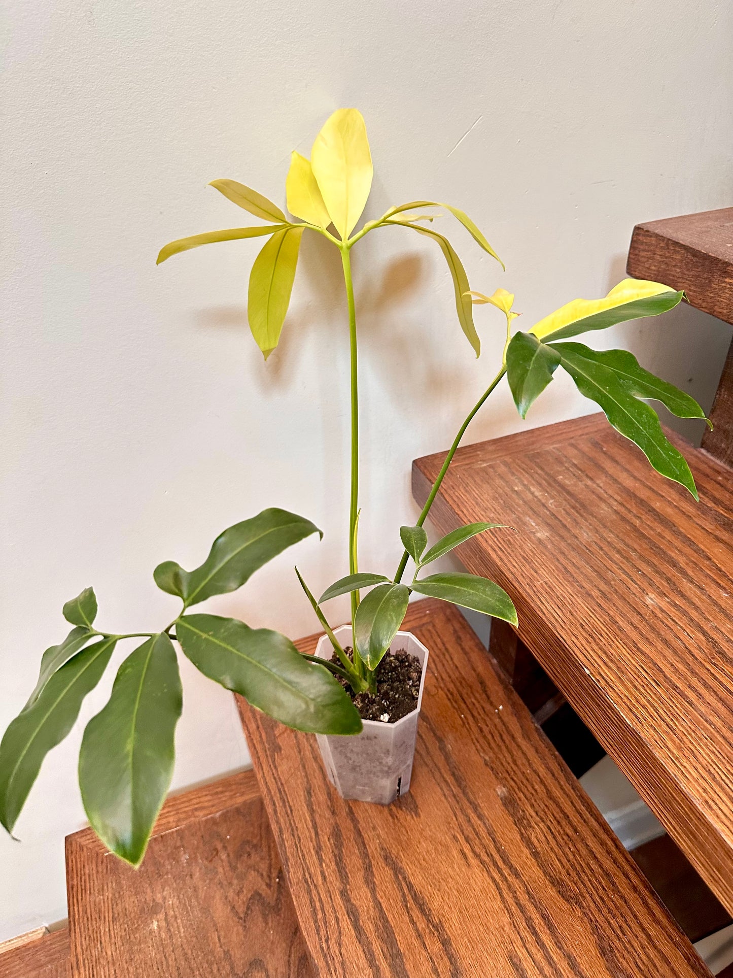 Philodendron Goeldii Variegated - Good Size