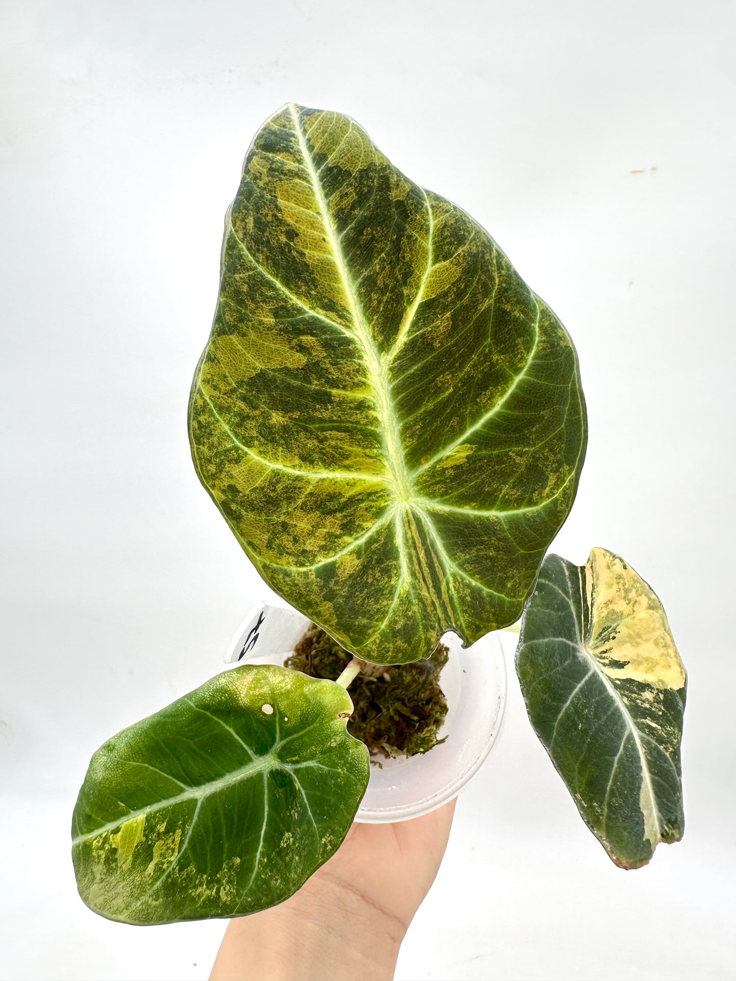 Alocasia Black Velvet Gold Variegated - 072
