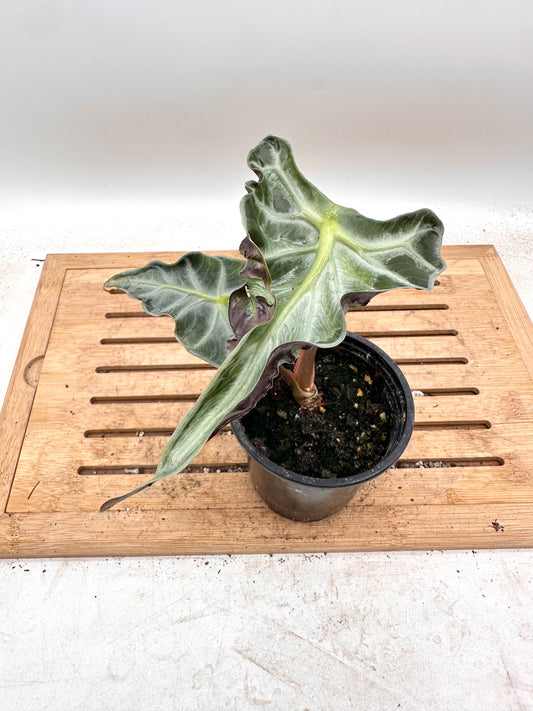 Alocasia Loco - Good size