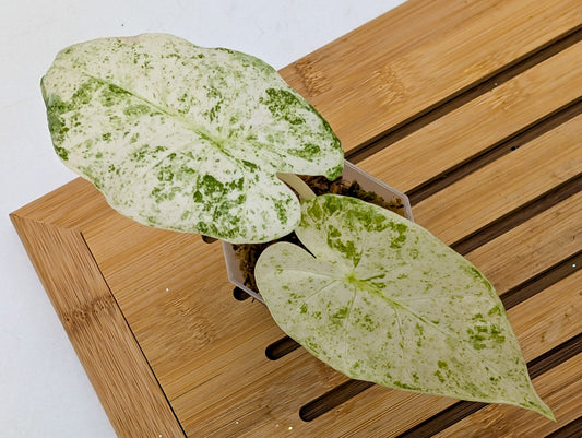 Alocasia Odora Batik