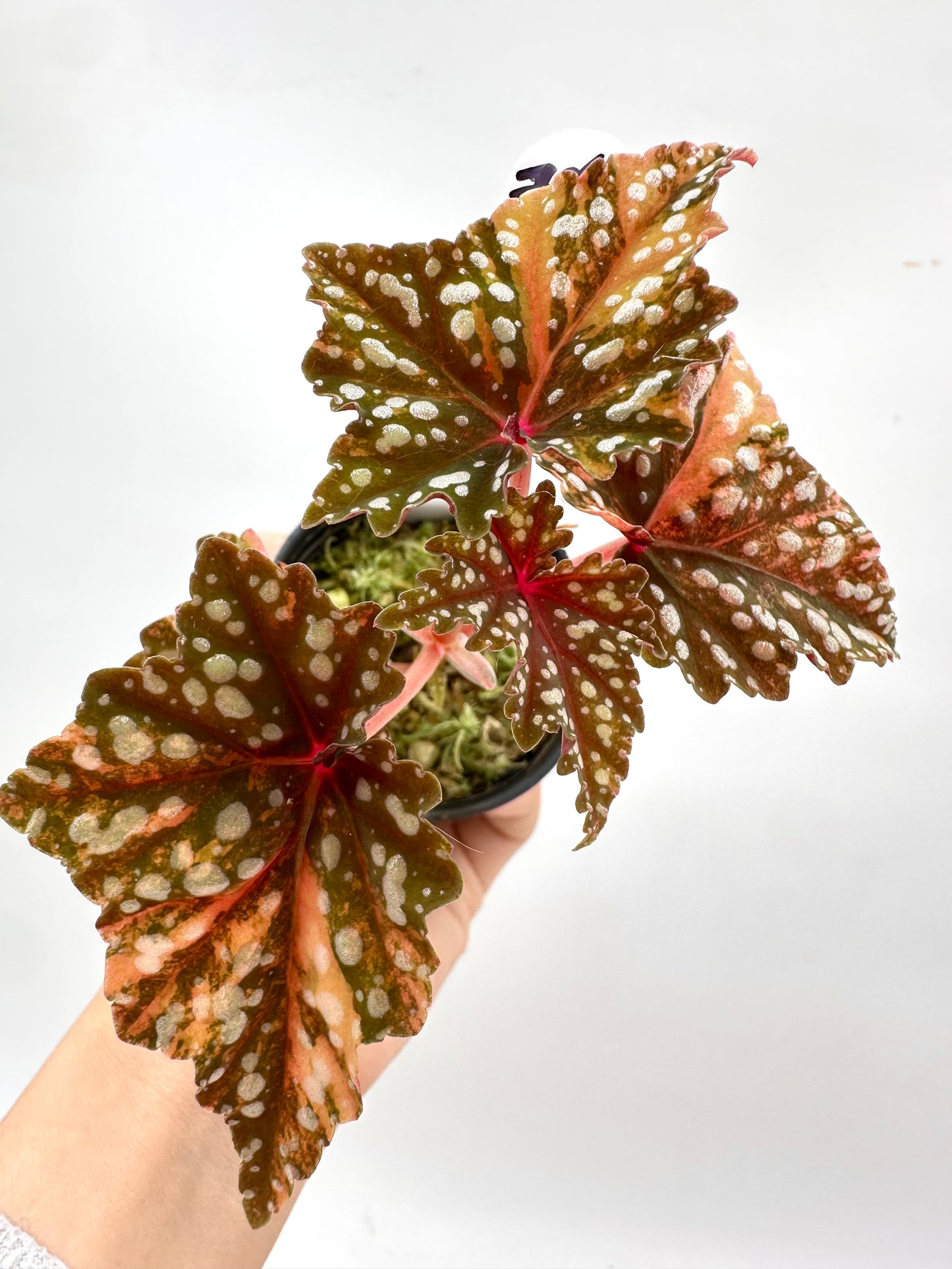 Begonia Izumo Variegated