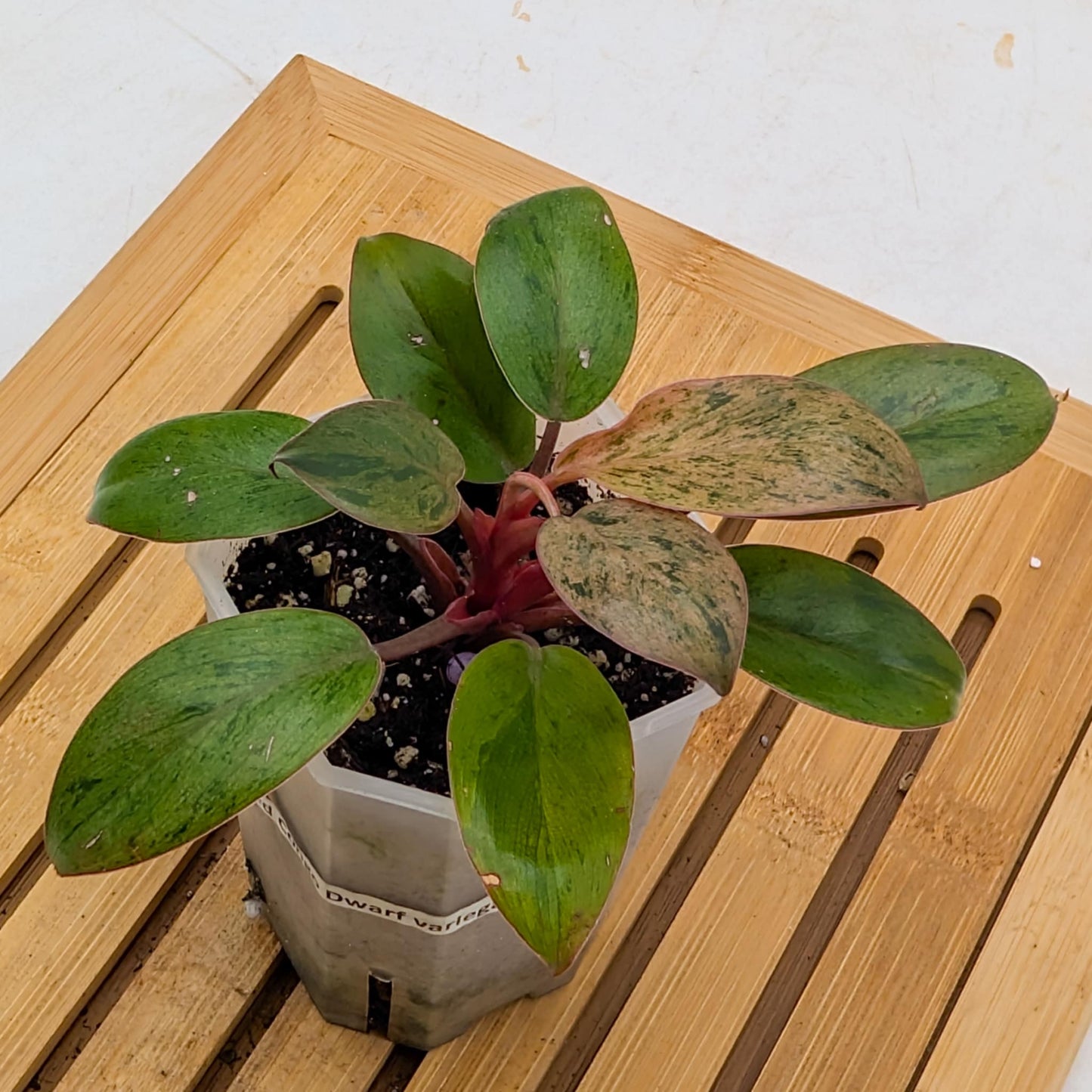 Philodendron Red Congo Dwarf Variegated