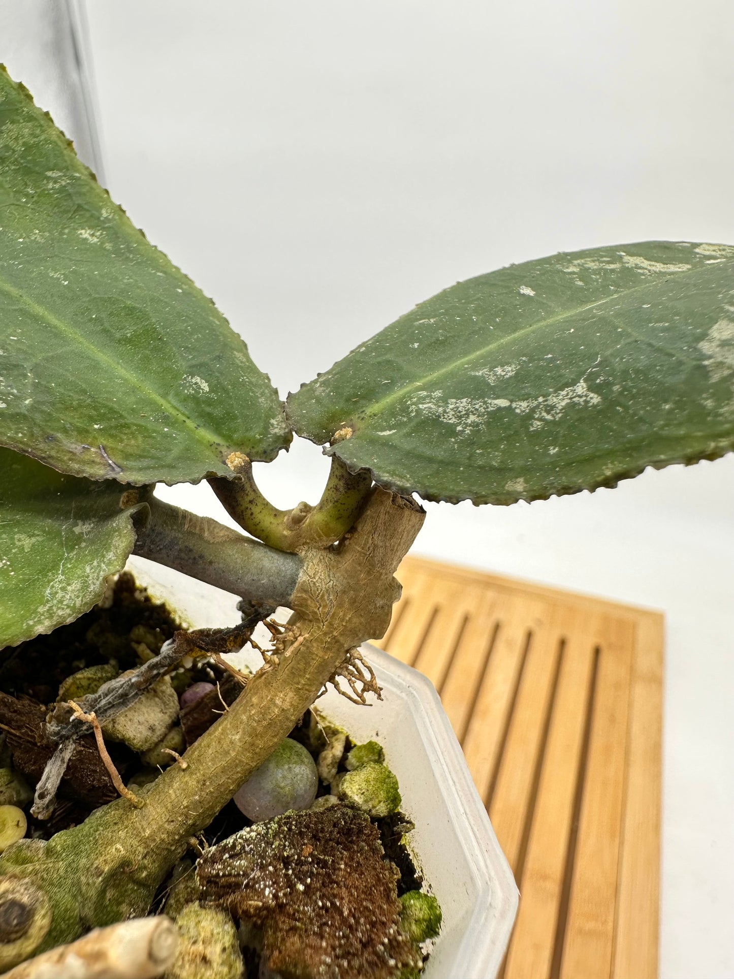 Hoya Undulata Splash - 034