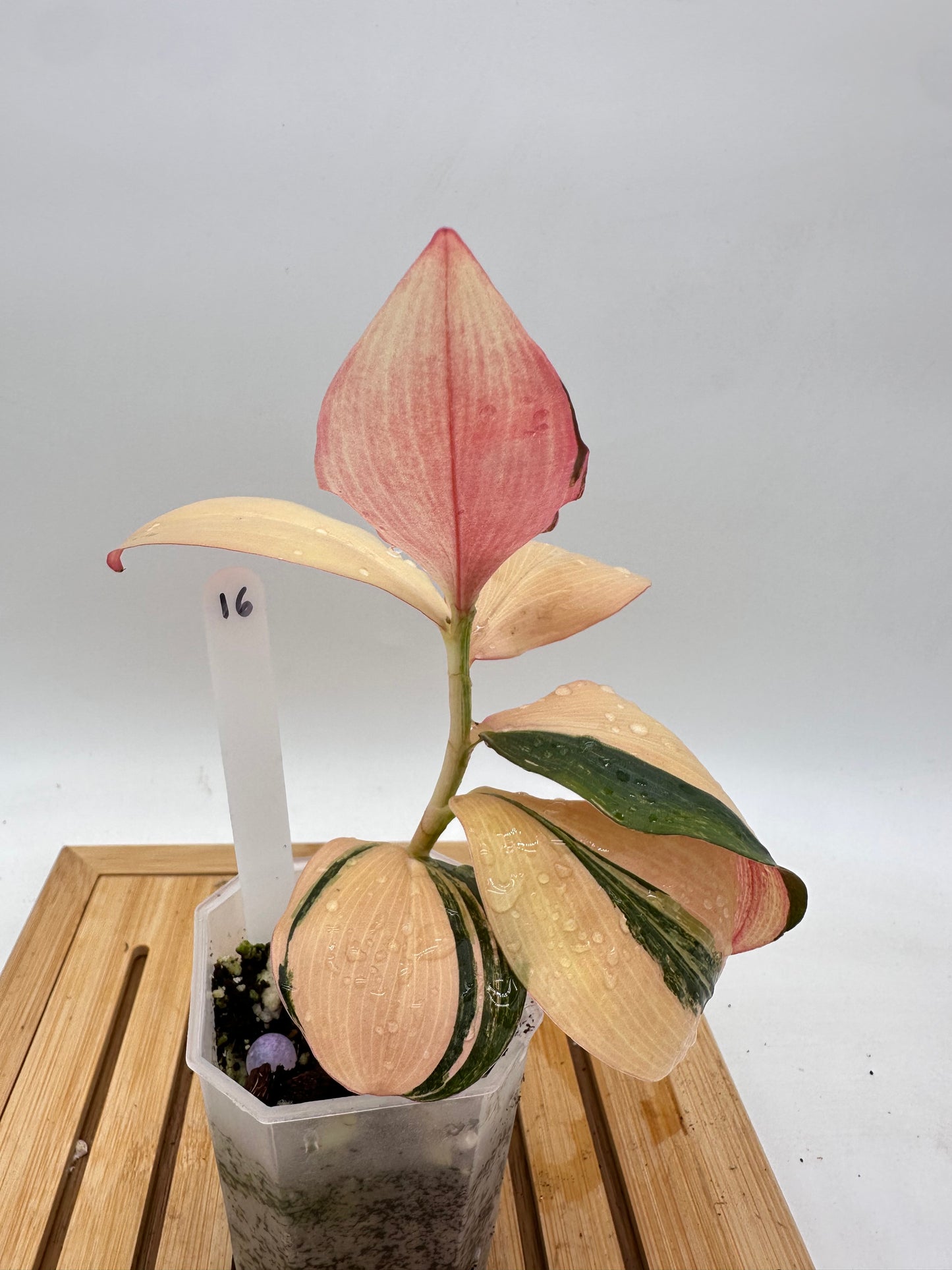Spiral Ginger Pink Variegated