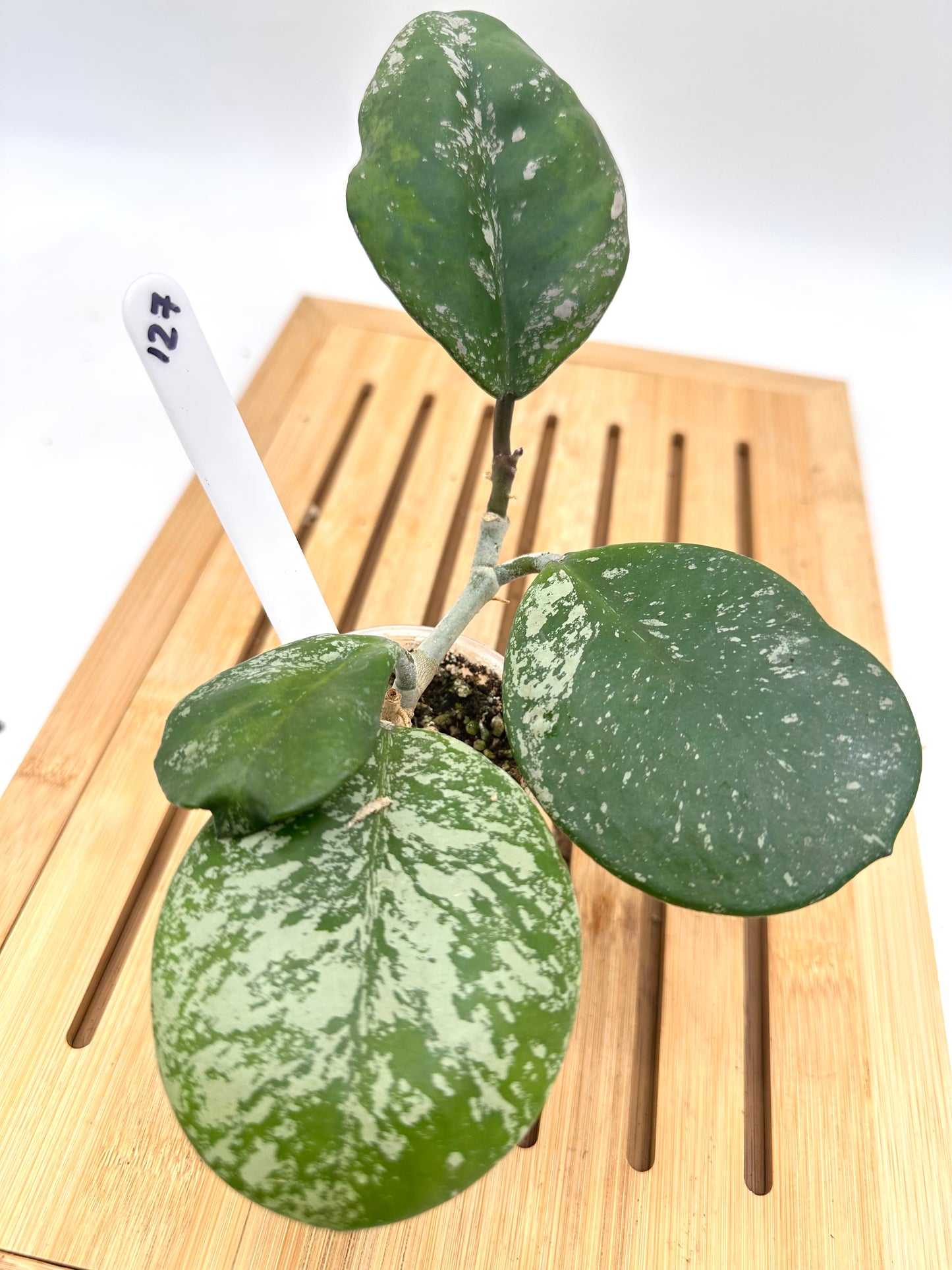 Hoya Obovata Splash - 127