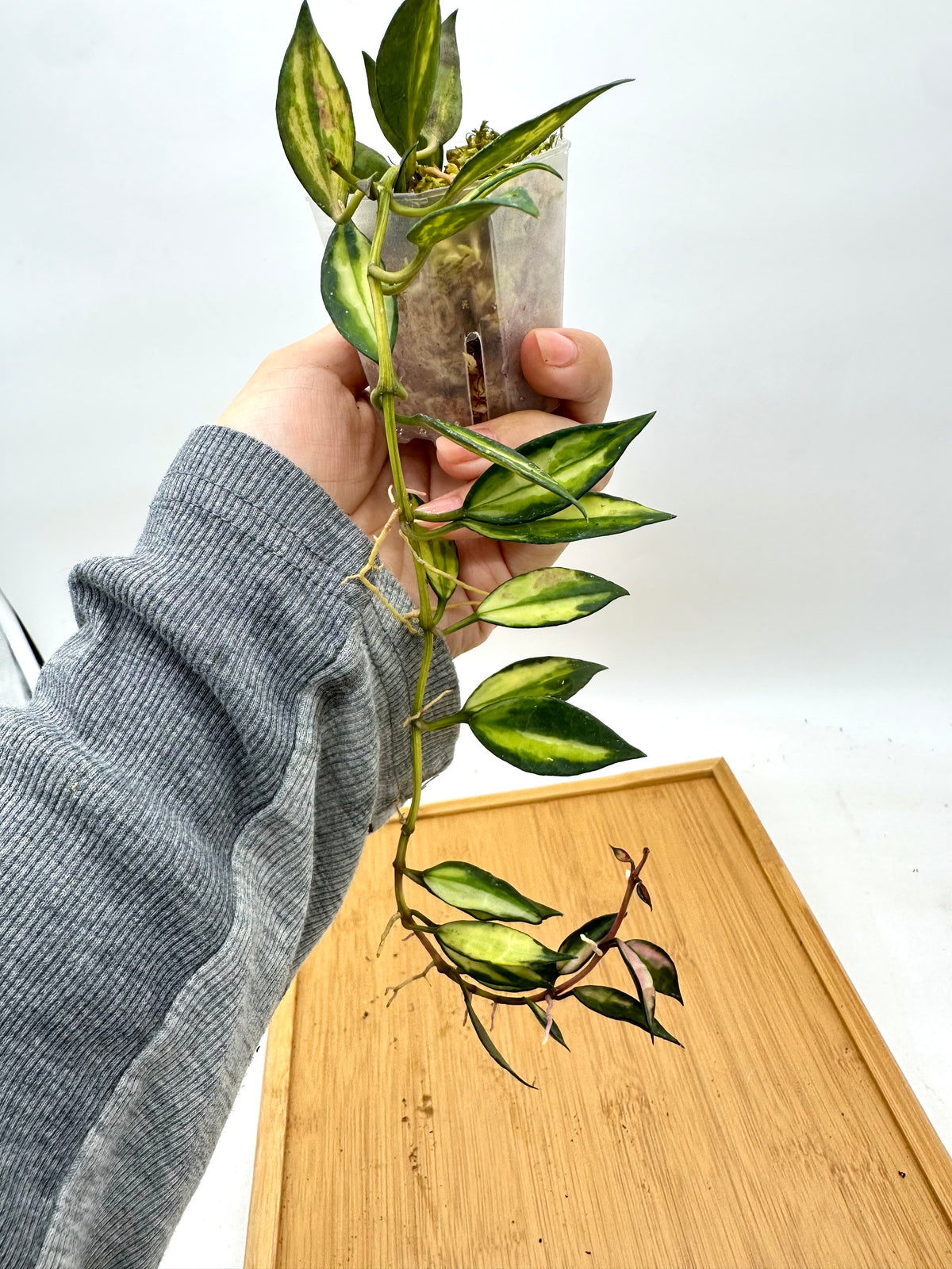 Hoya Lacunosa Variegated