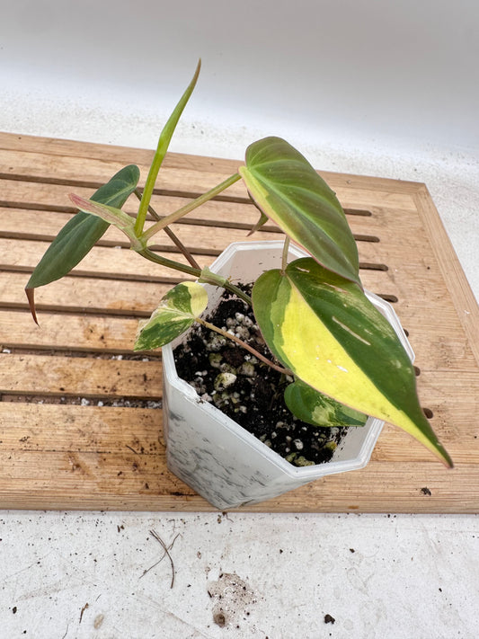 Philodendron Micans Variegated - Thanksgiving Sale 💚