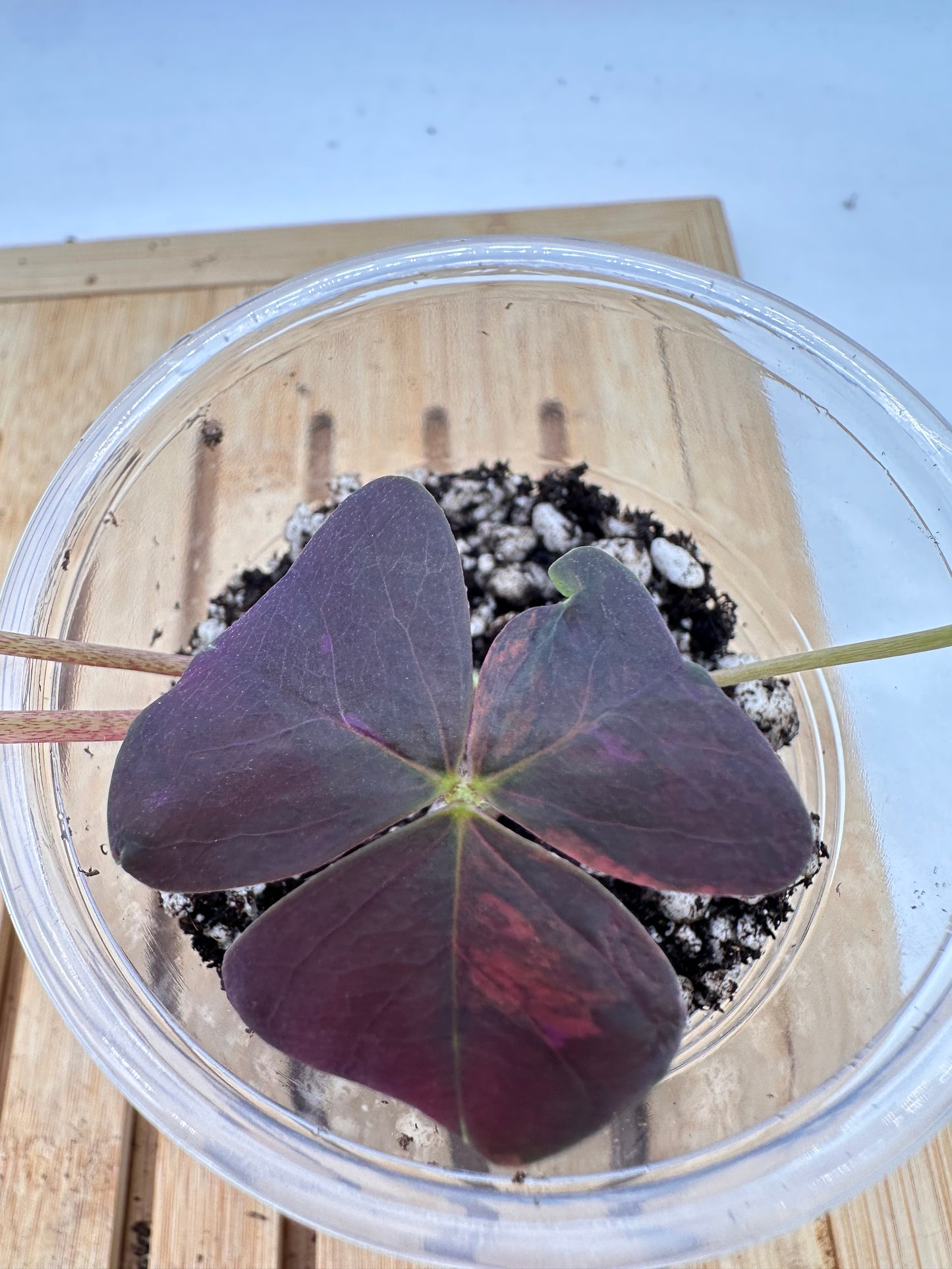 Oxalis Triangularis Pink Variegated