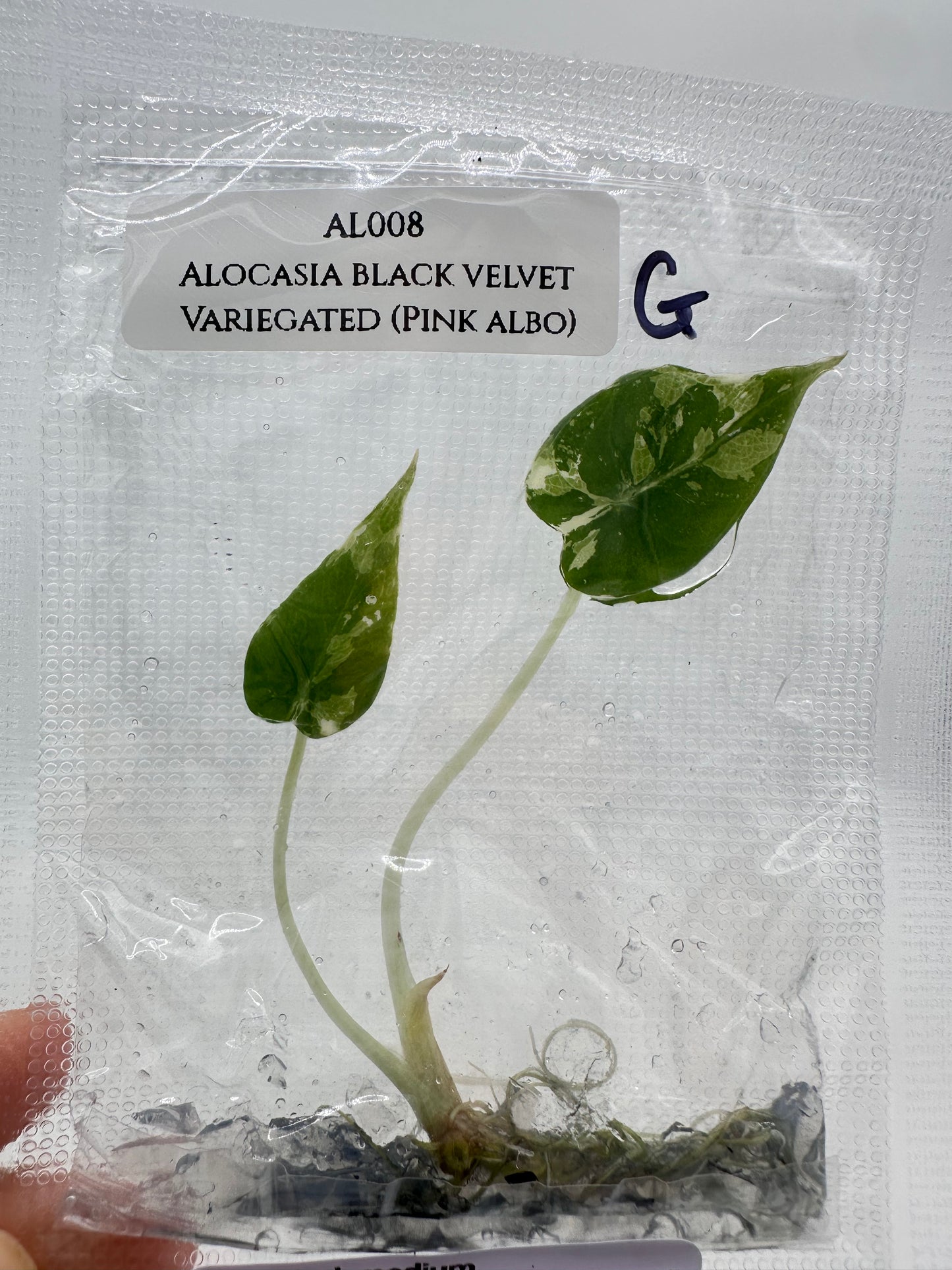 Tissue Culture - Alocasia Black Velvet Pink Albo Variegated