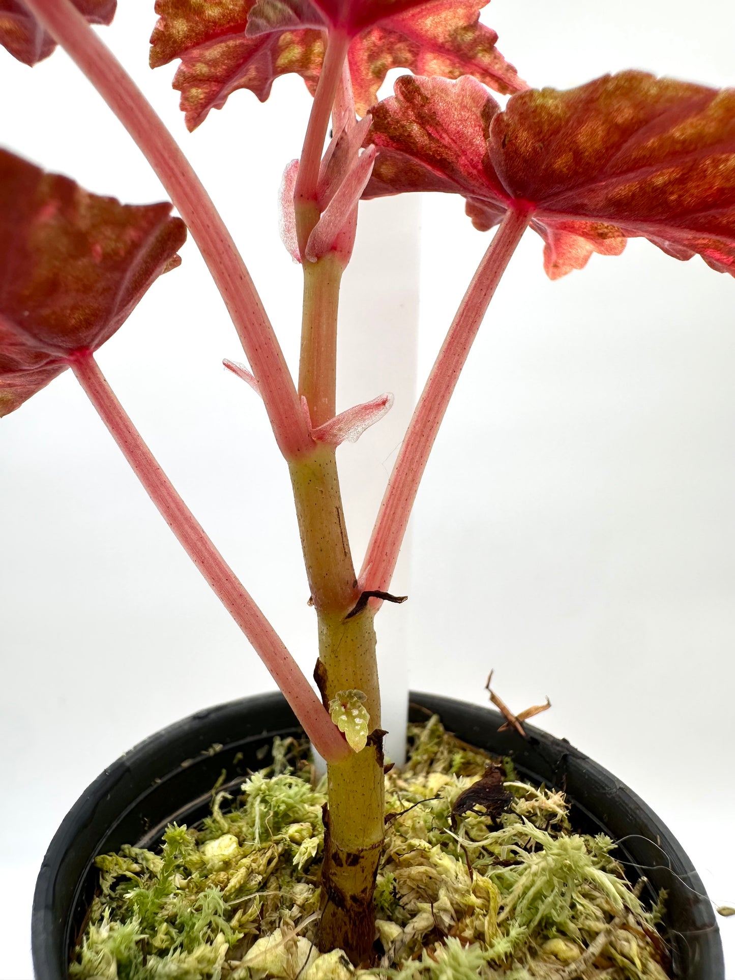 Begonia Izumo Variegated
