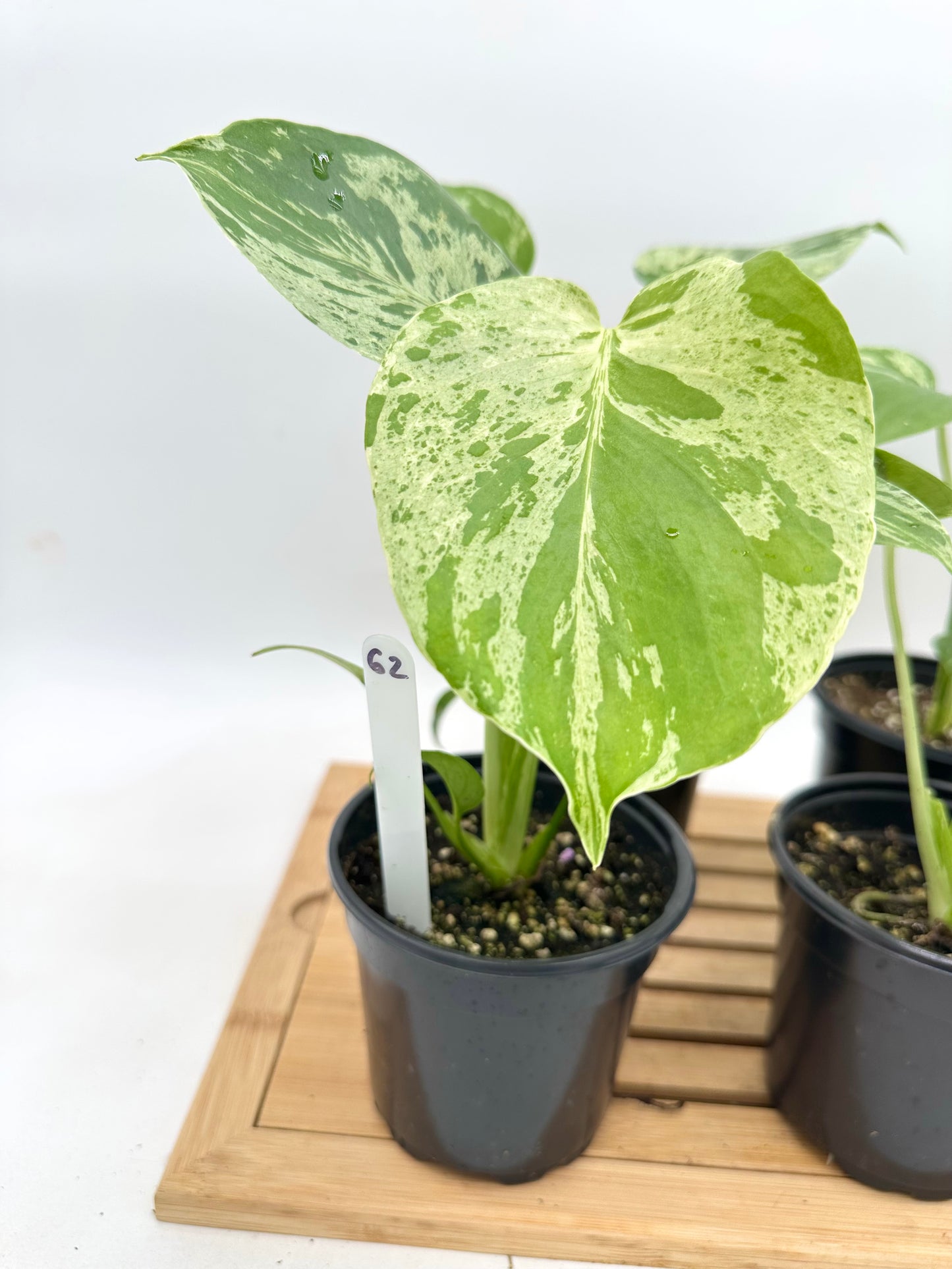 Monstera Bulbasaur in 4” Pot