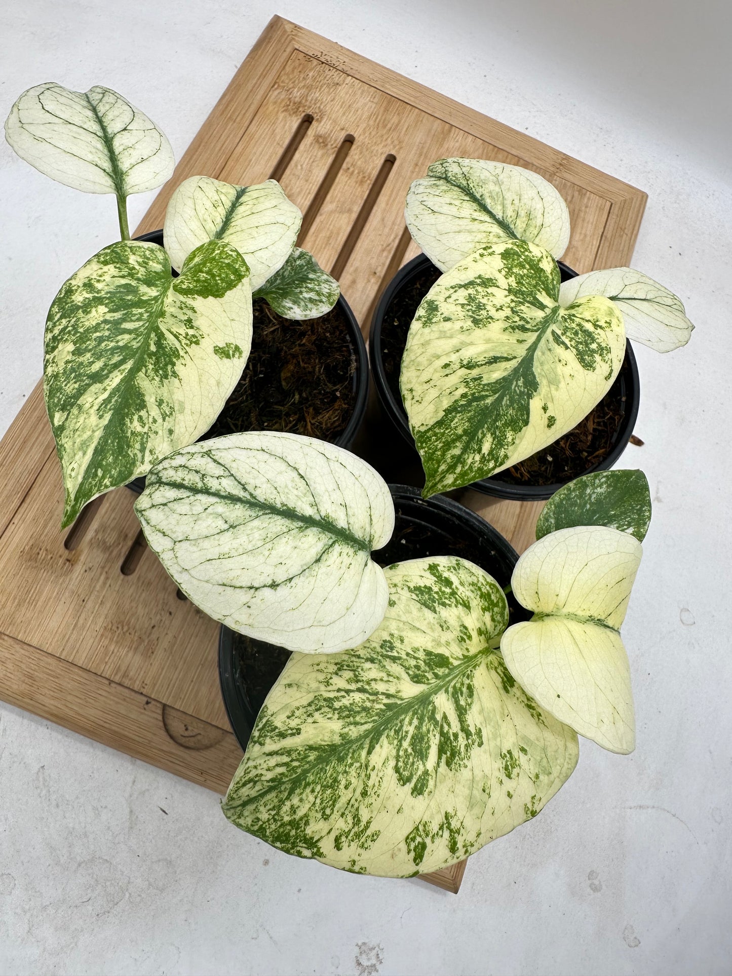 Monstera Mint