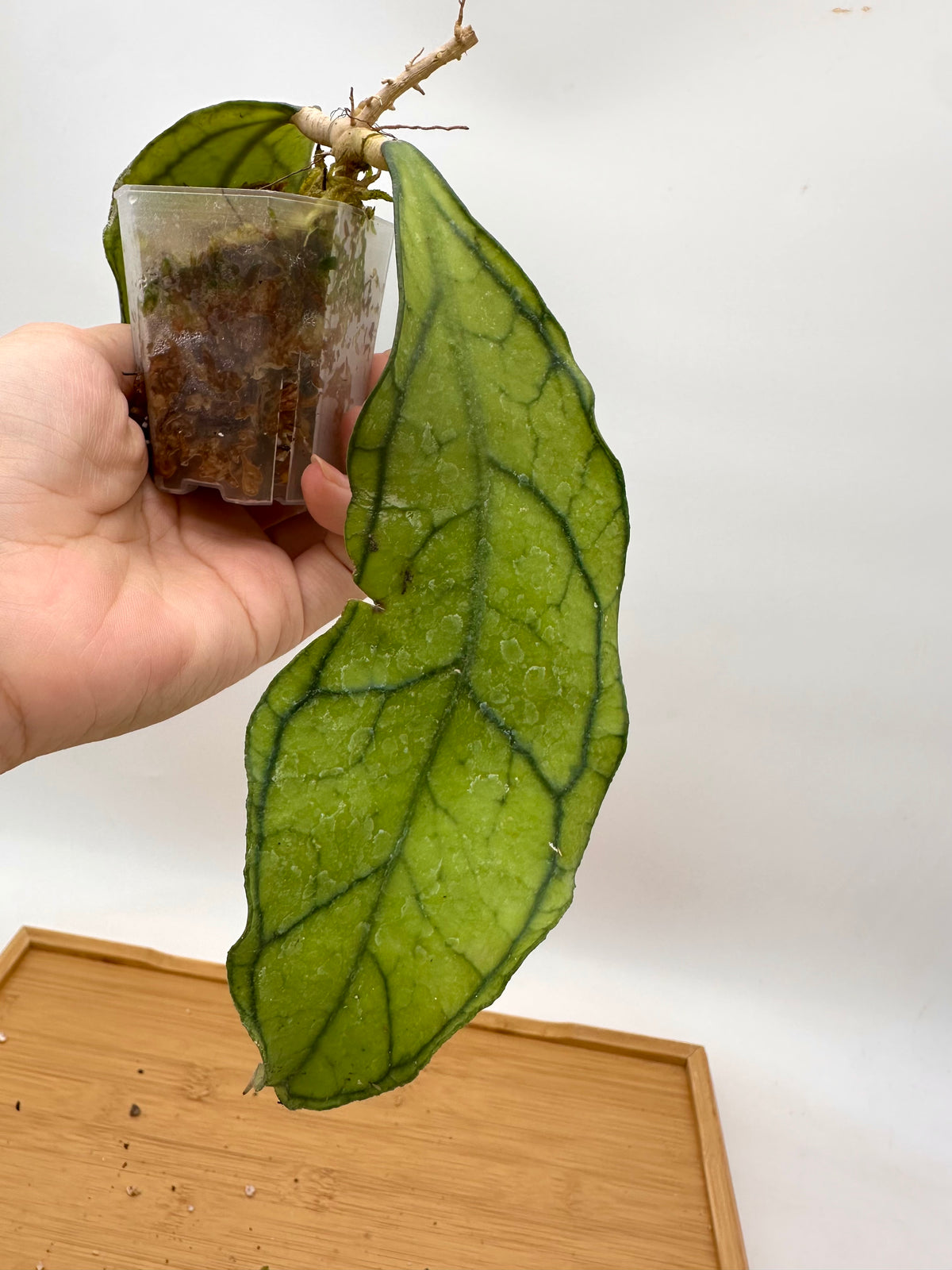 Hoya Kalimantan BP