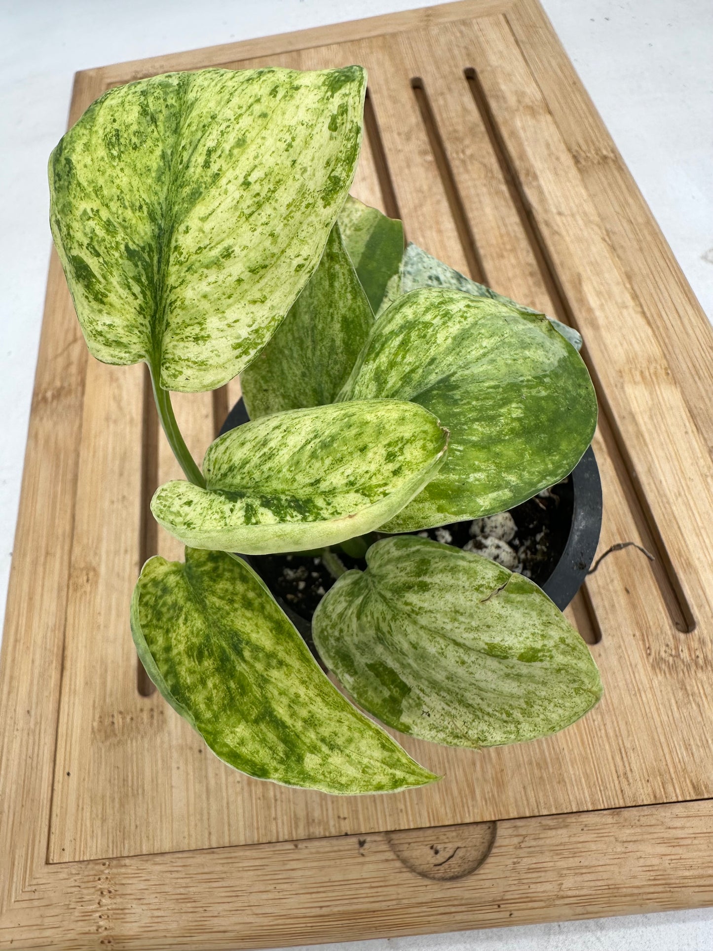 Scindapsus Marble Queen