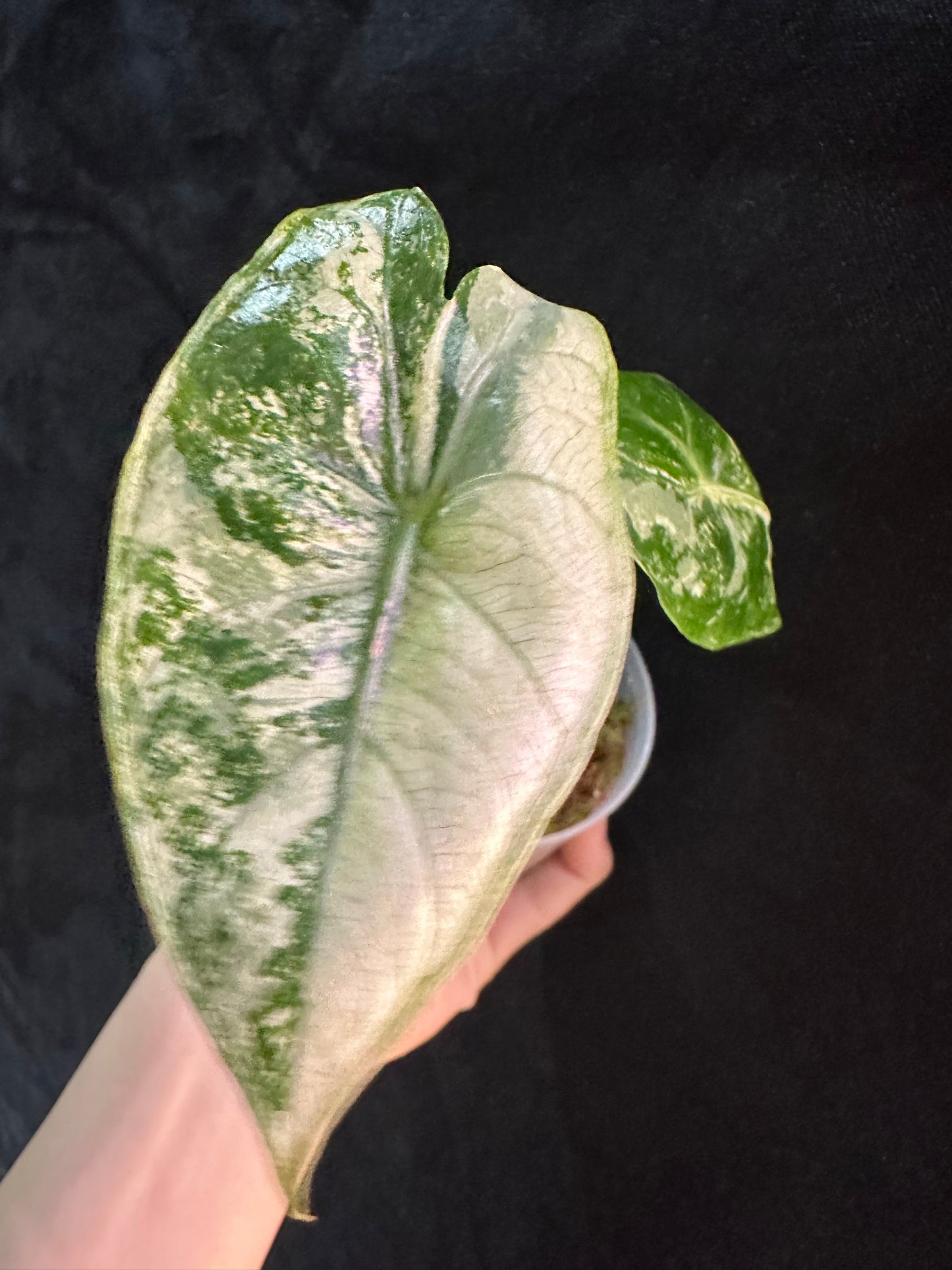 Alocasia Pink Dragon Albo Pink Variegated