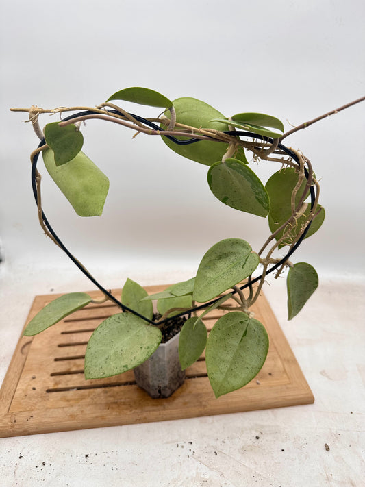 Hoya Verticillata Silver Heart - Size Large - Thanksgiving Sale 💚