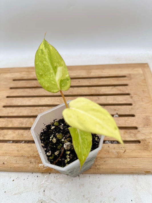 Philodendron Gloriosum Aurea Variegated