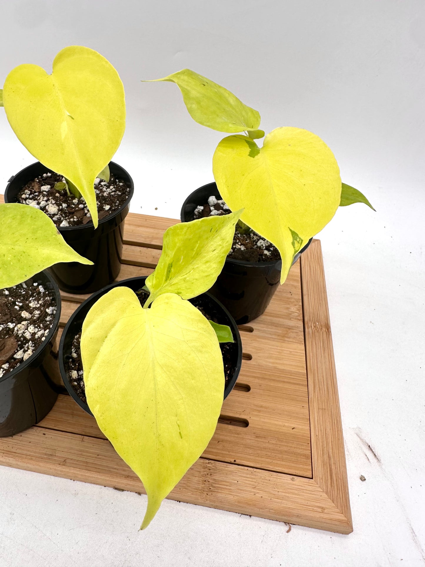 Monstera Lemon Lime in 3.5” Pot