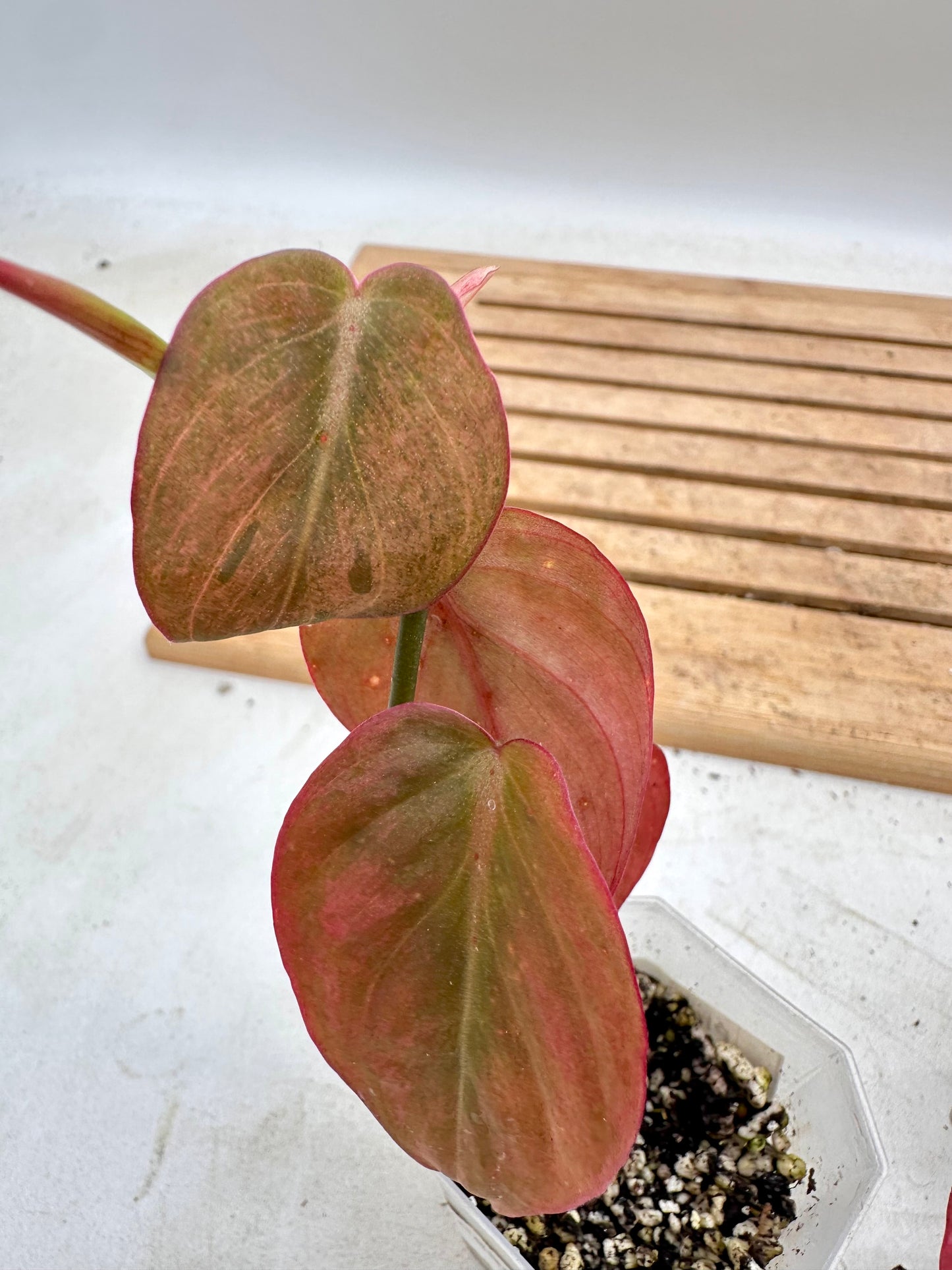Philodendron Micans Mint Variegated