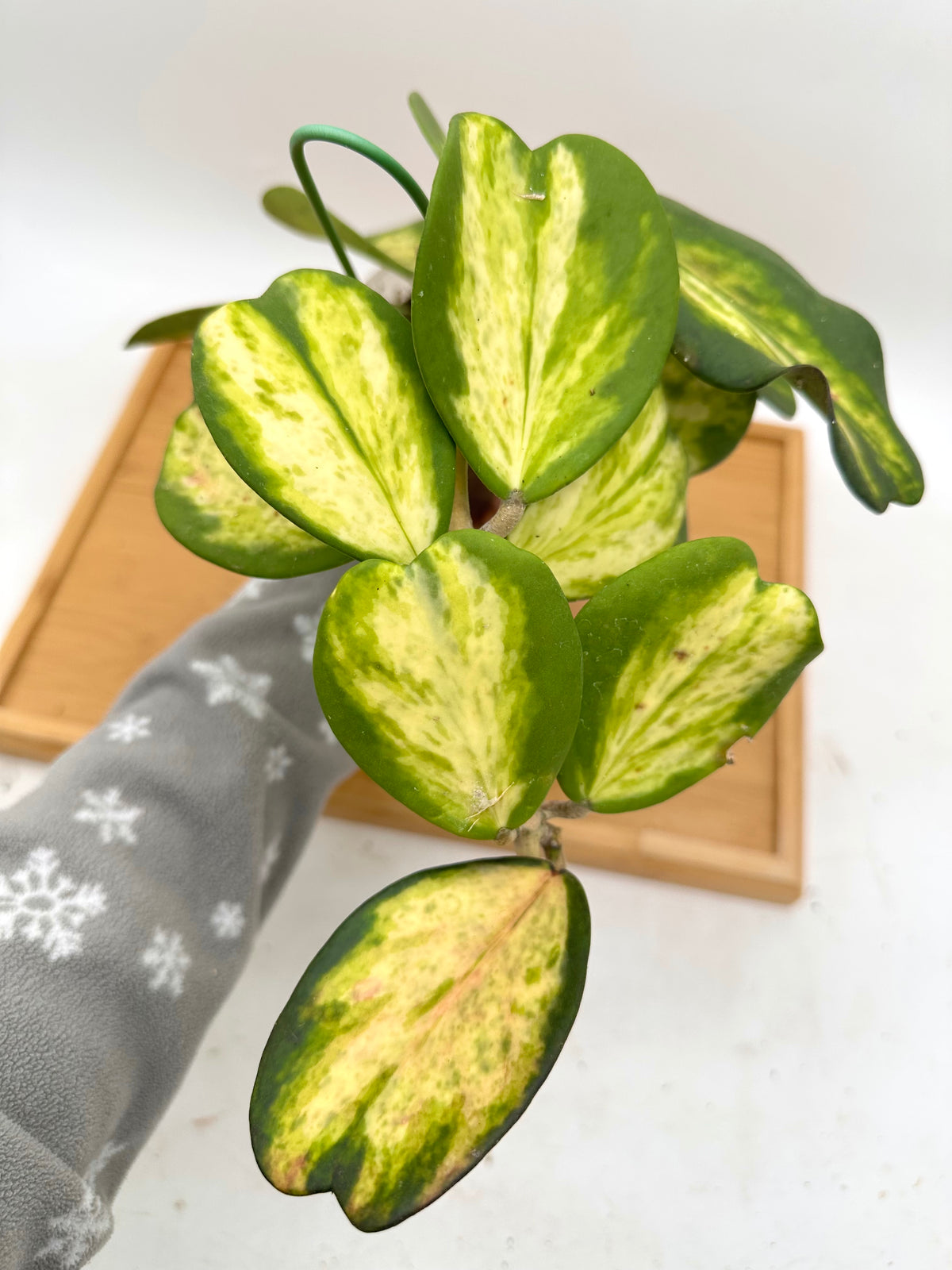 Hoya Kerri Inner Variegated - Multiple Growths
