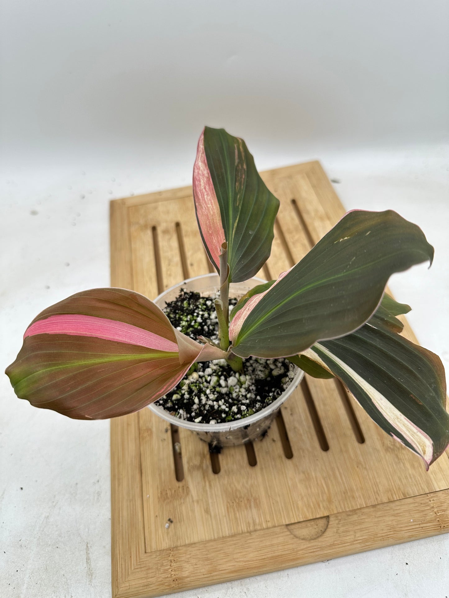 Variegated Kaempferia Pink Albo (multiple shoots)