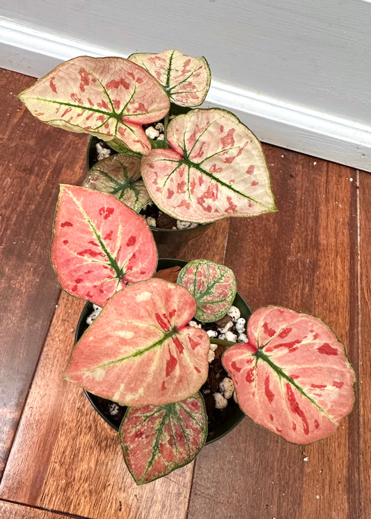 Caladium Strawberry Star in 3” pot