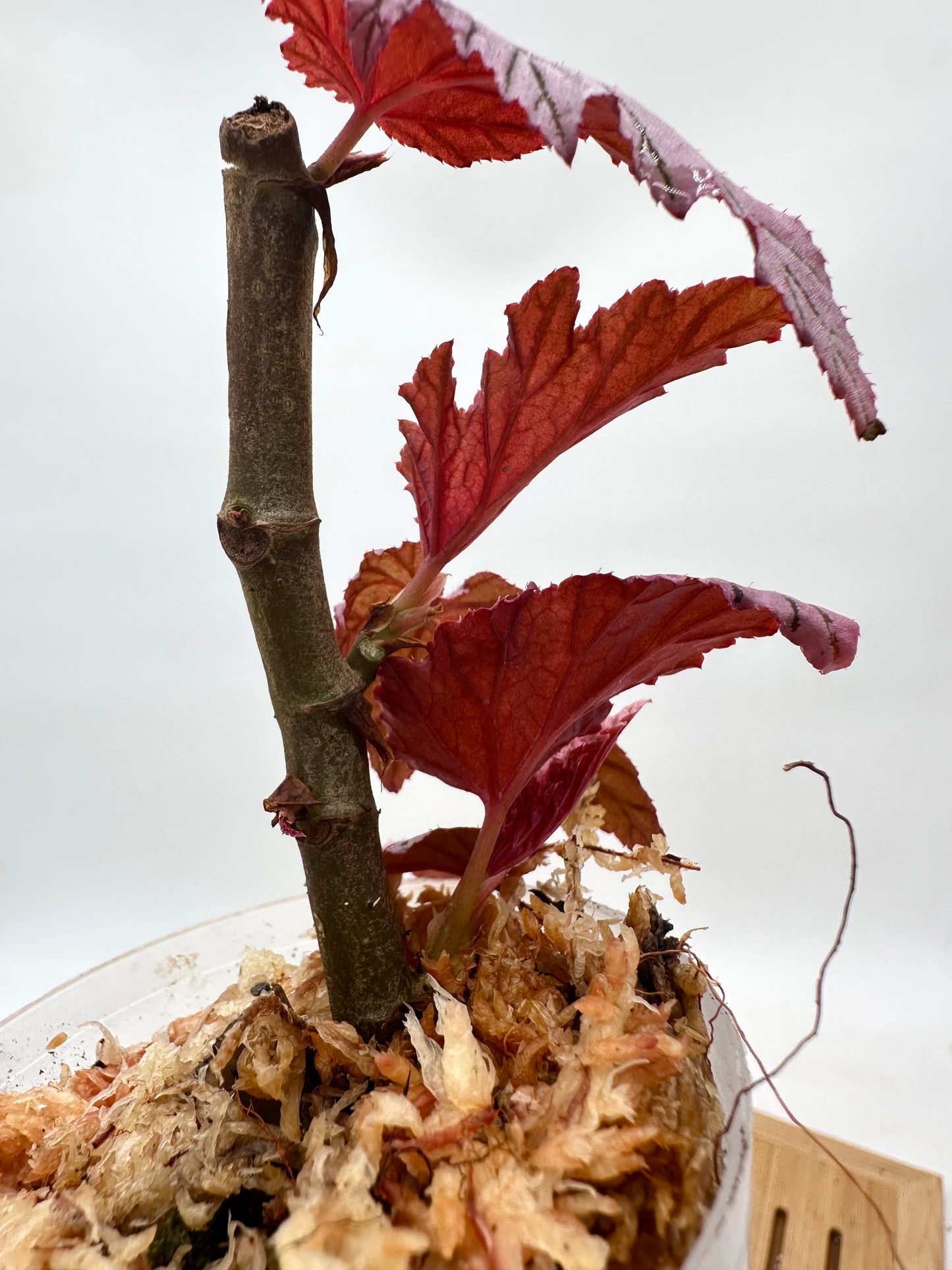Begonia Lamoon - Multiple Growths
